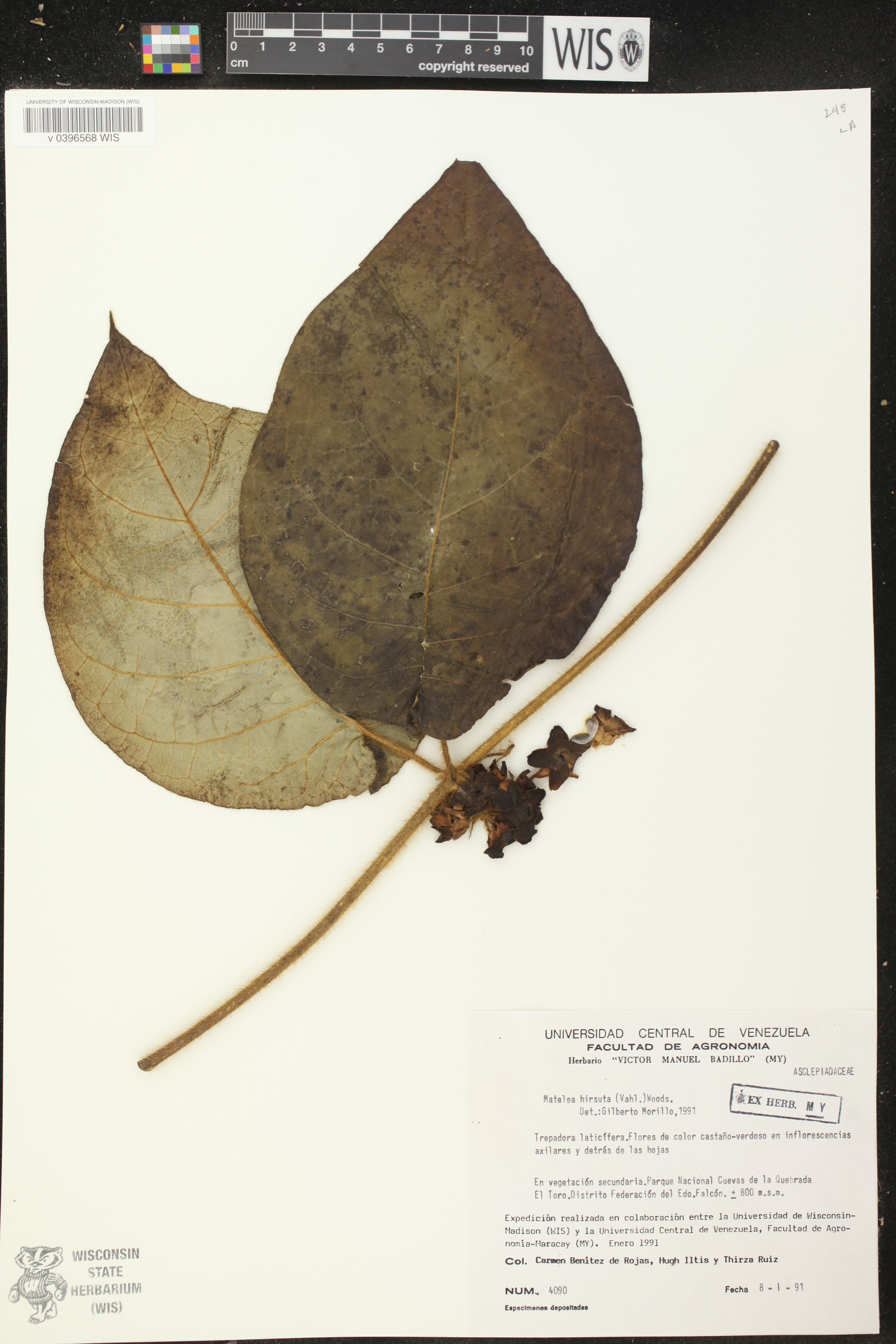 Matelea hirsuta image