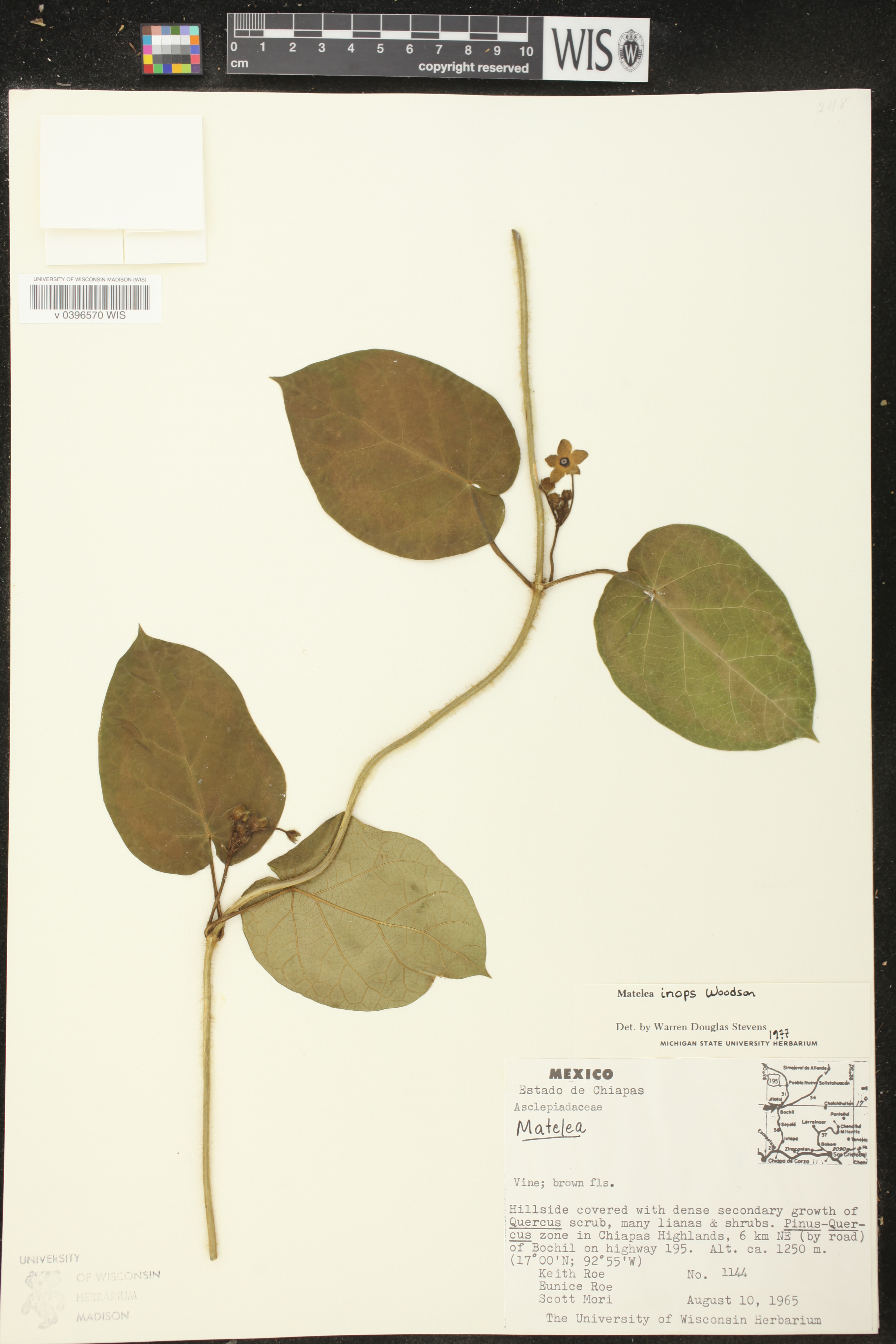 Matelea inops image