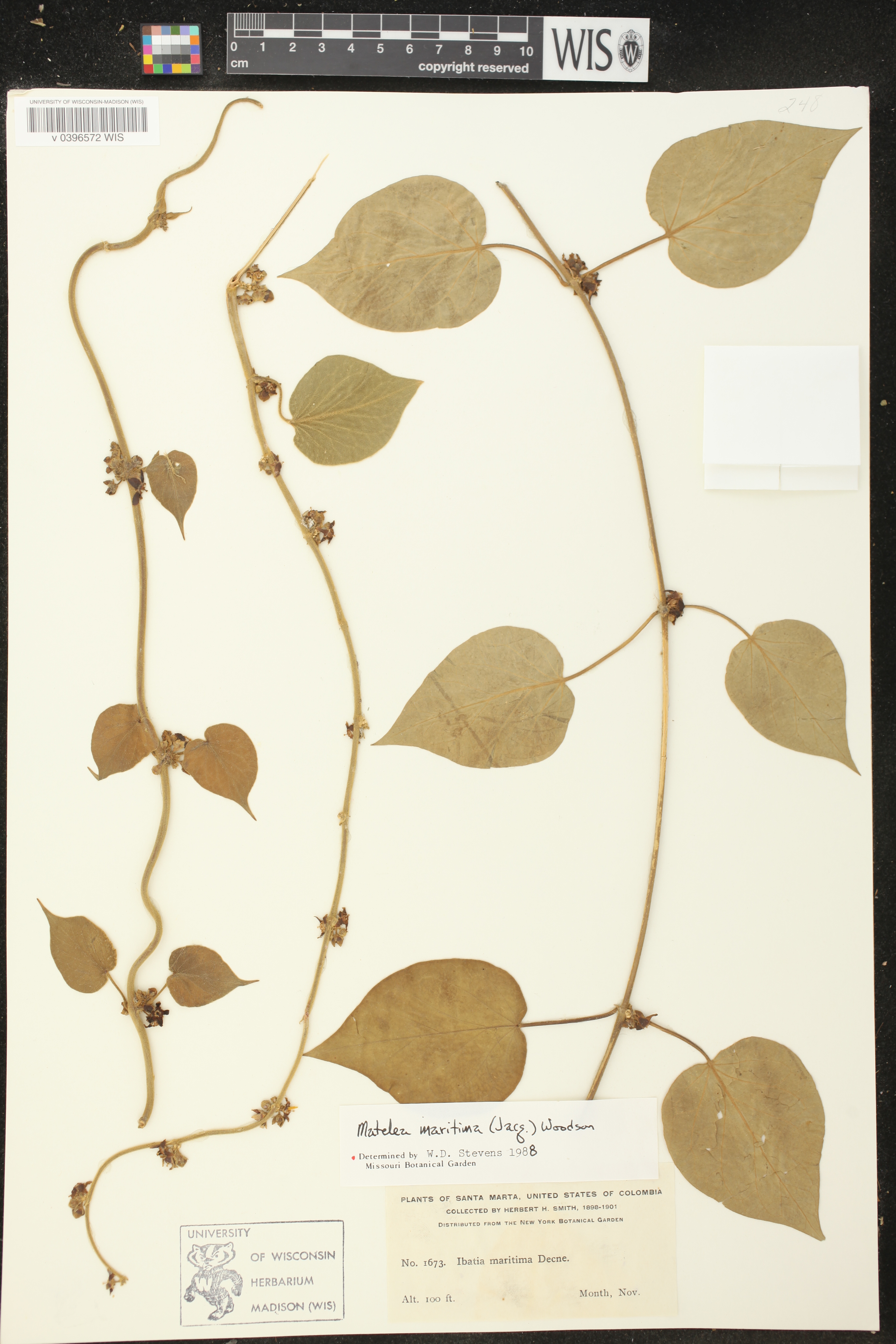 Matelea maritima image