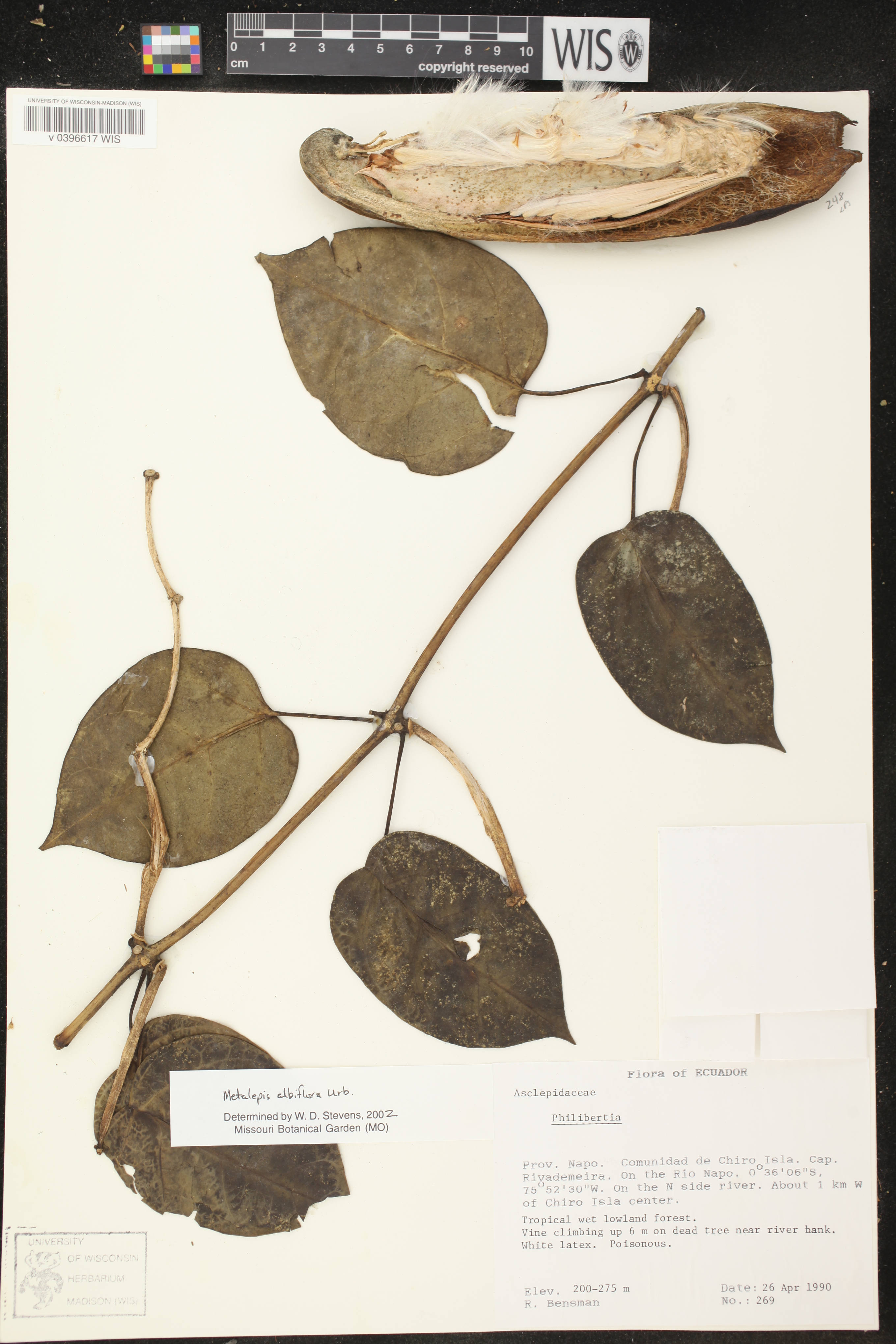 Metalepis albiflora image
