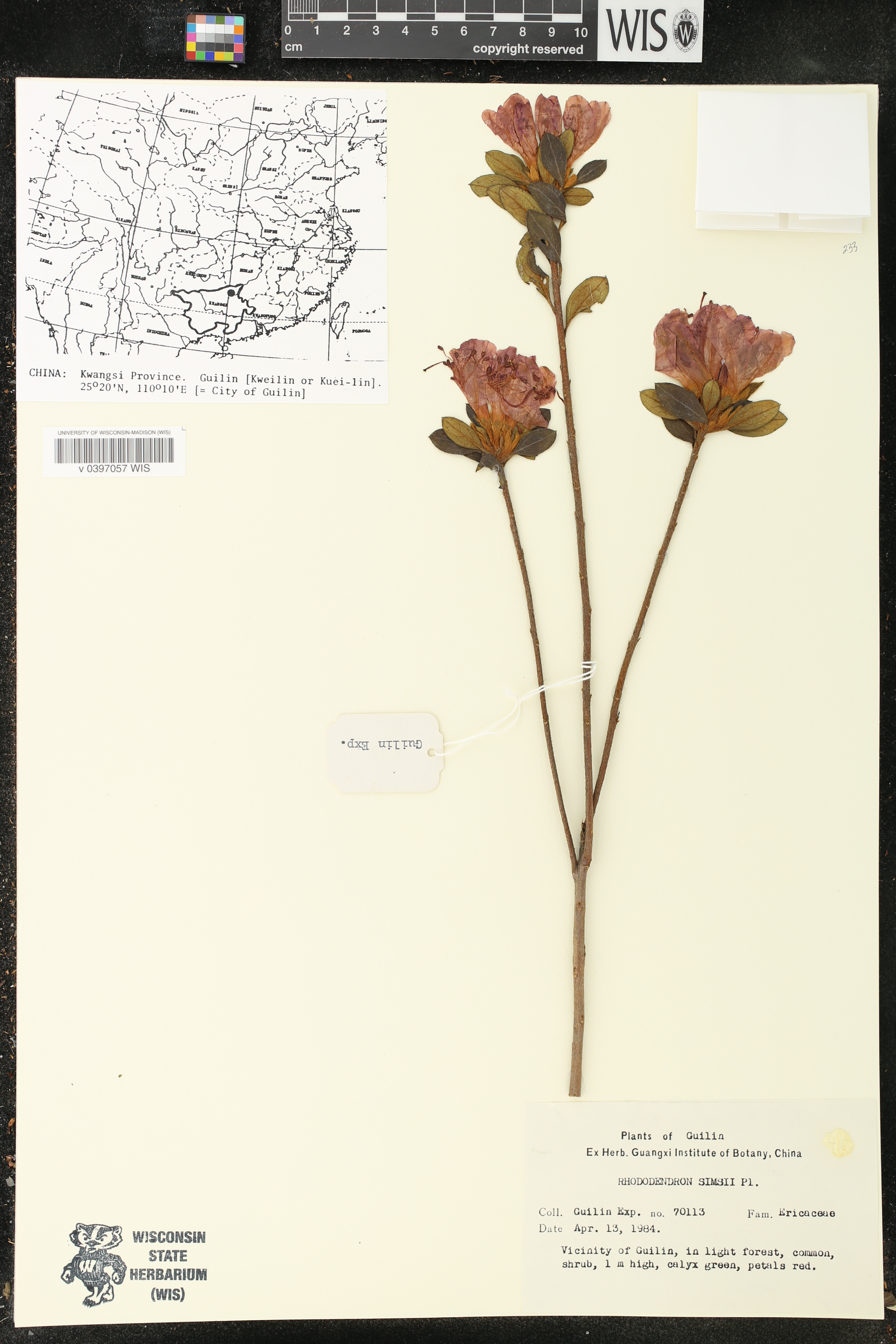 Rhododendron simsii image