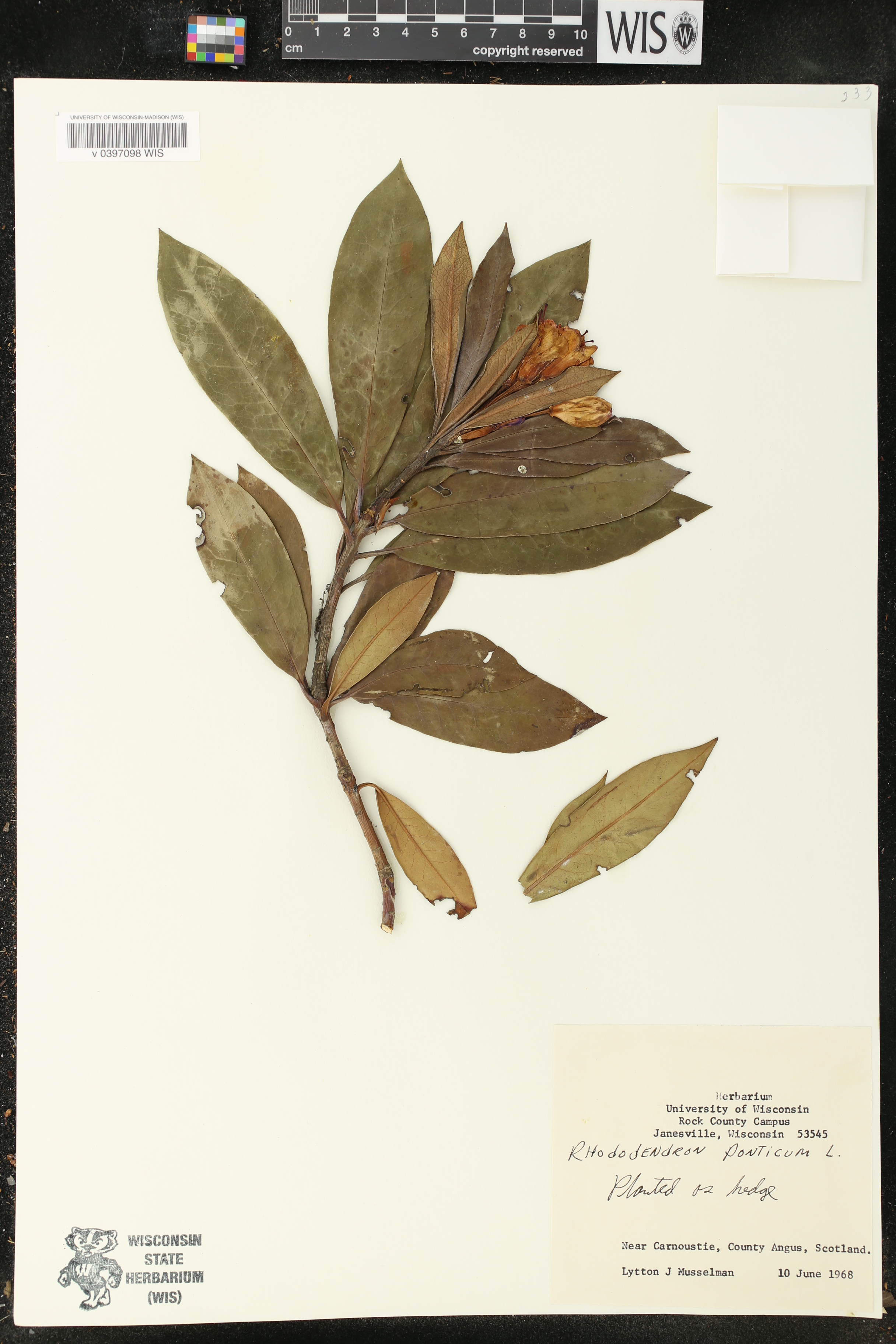 Rhododendron ponticum image