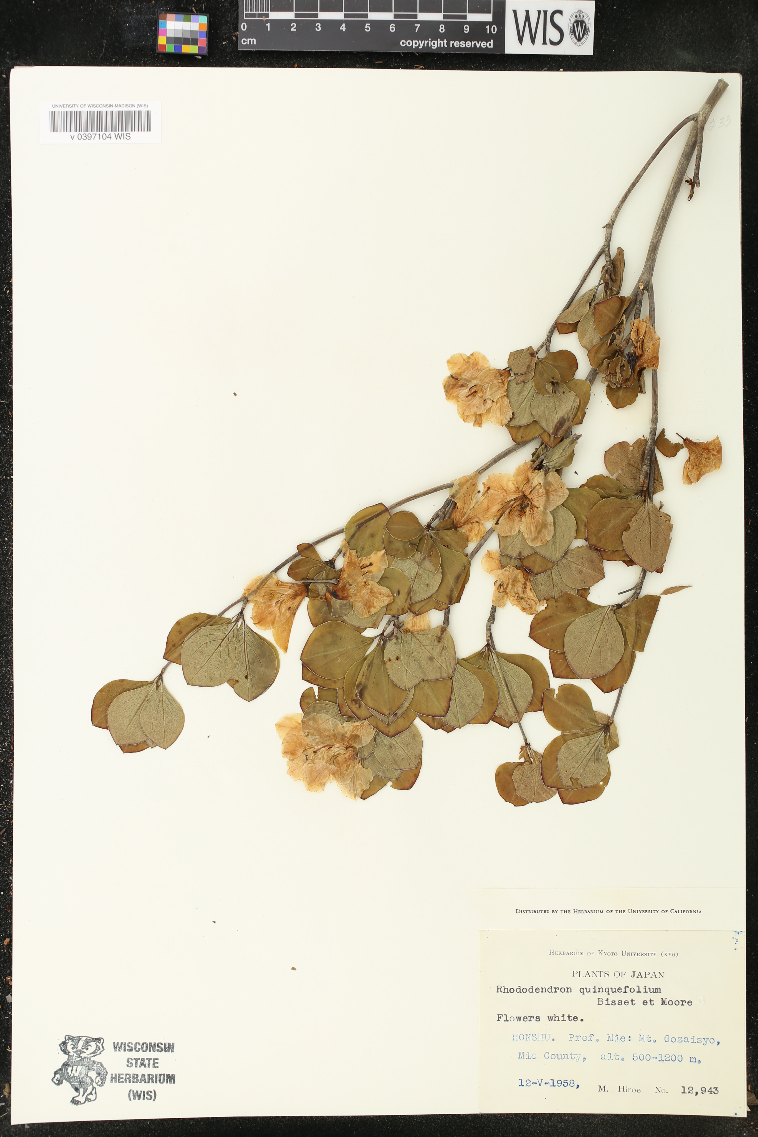Rhododendron quinquefolium image