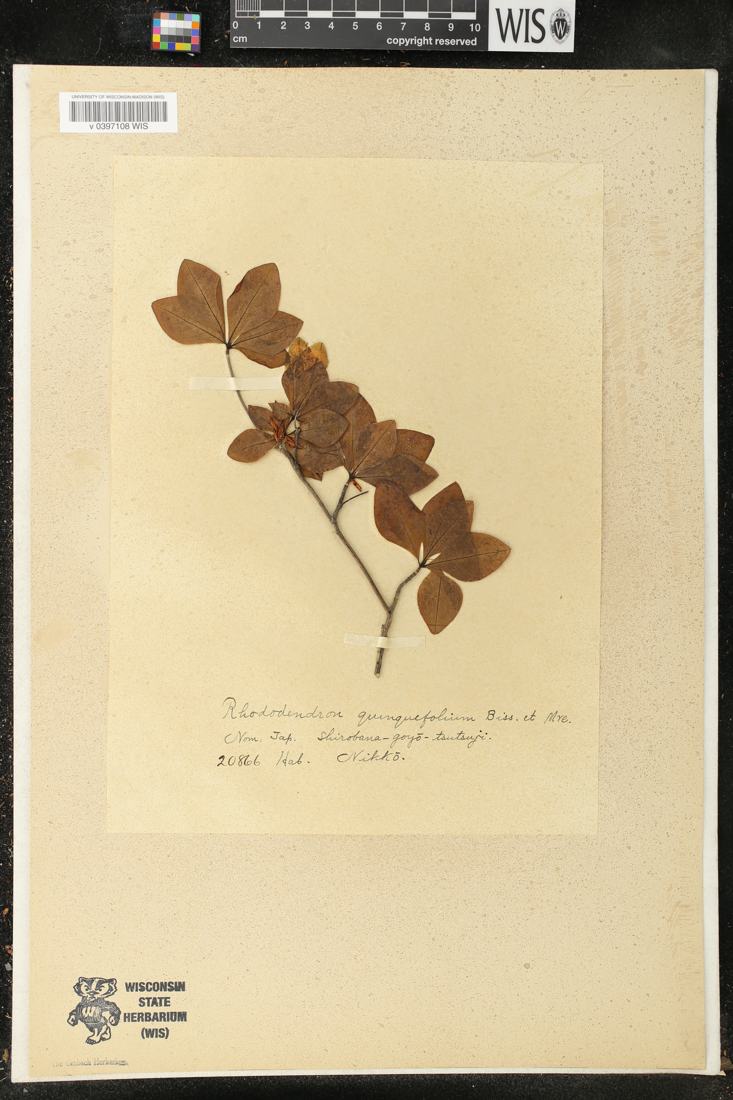 Rhododendron quinquefolium image