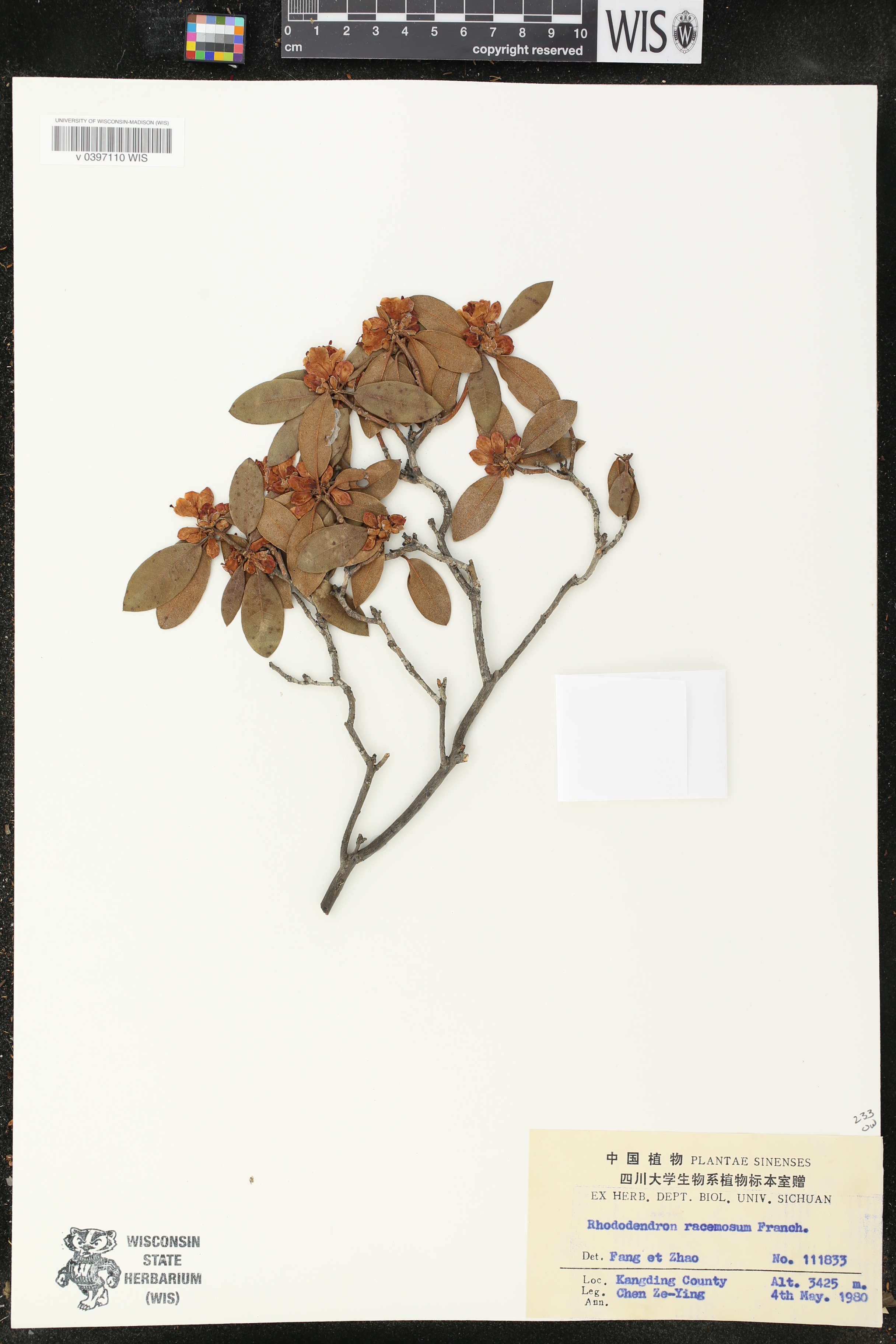 Rhododendron racemosum image