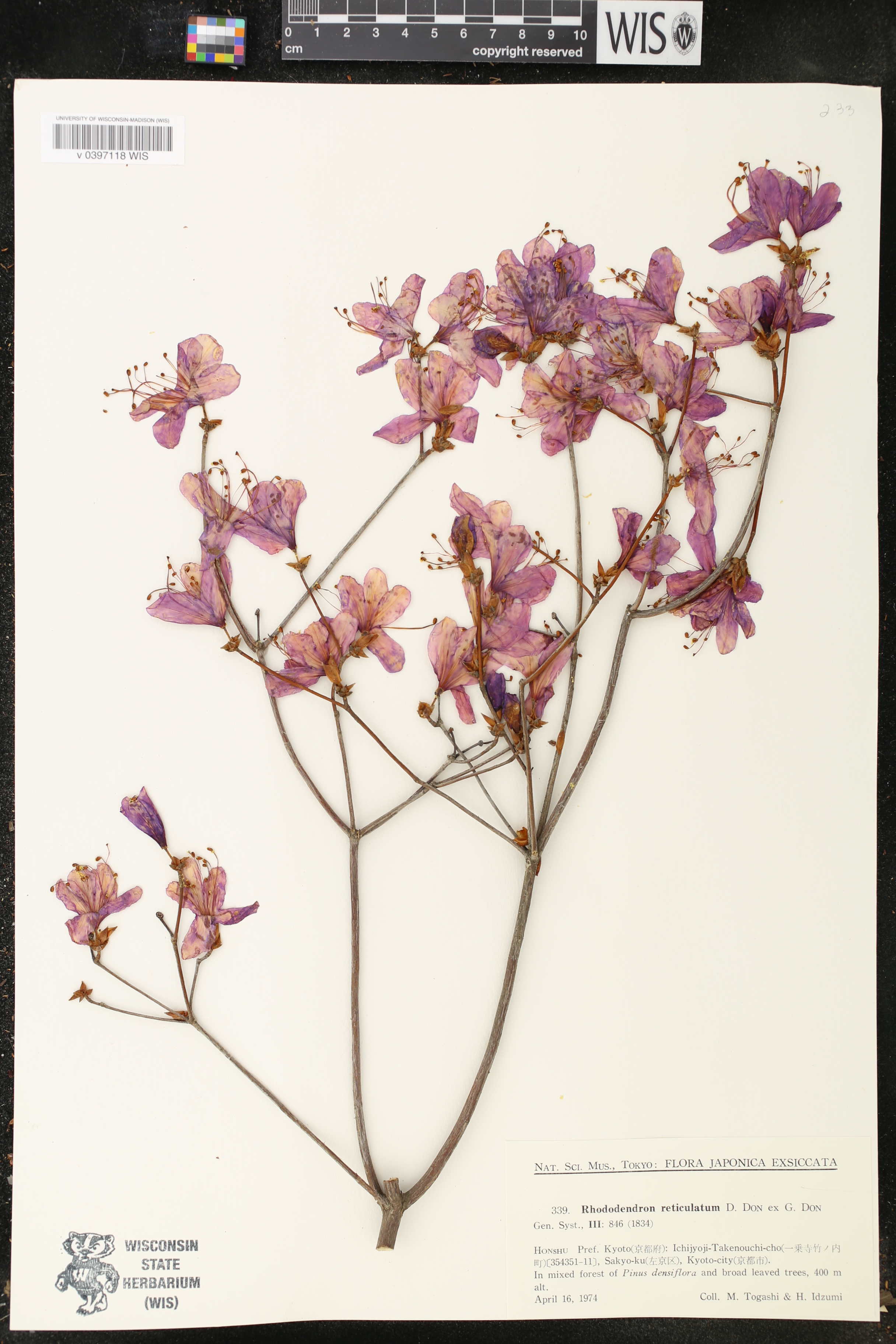 Rhododendron reticulatum image