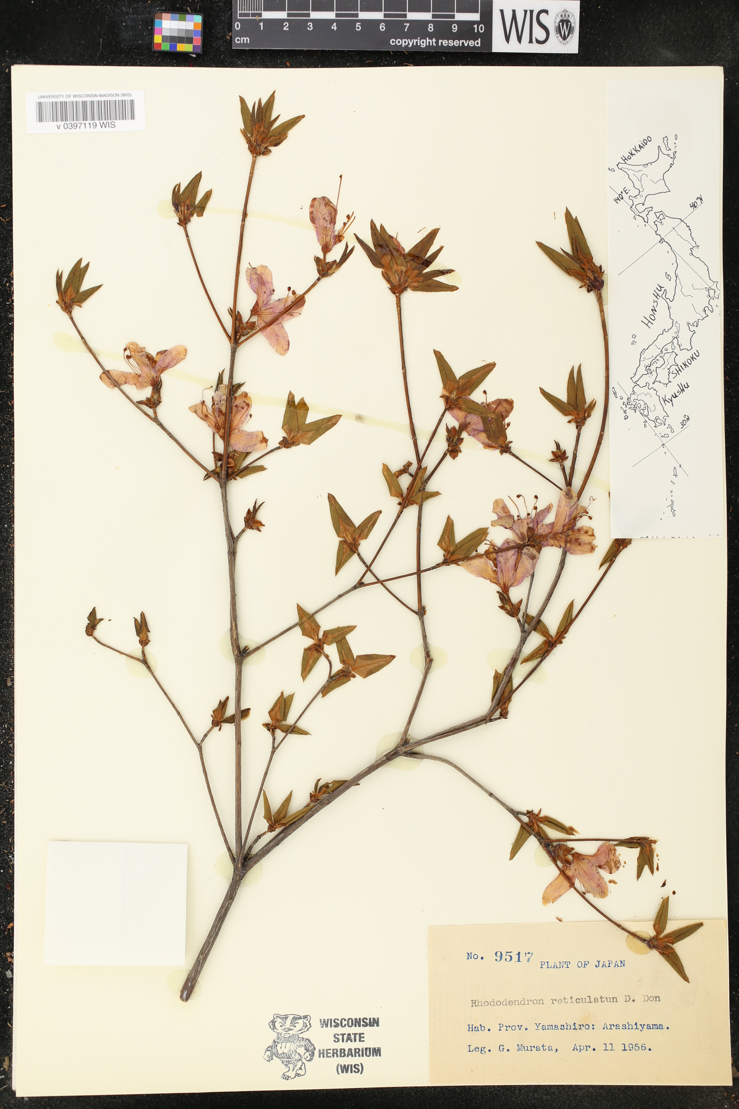 Rhododendron reticulatum image