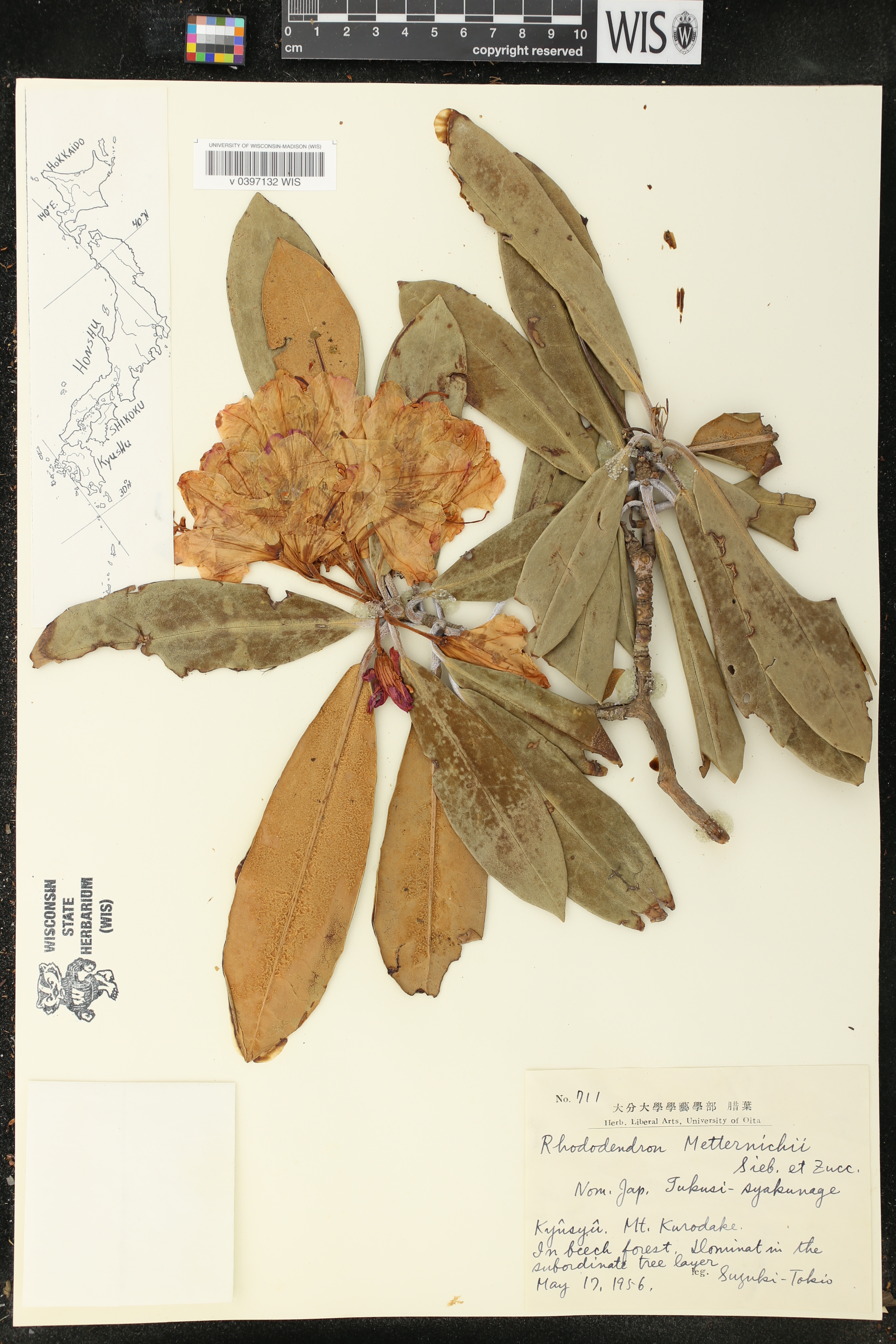 Rhododendron japonoheptamerum image