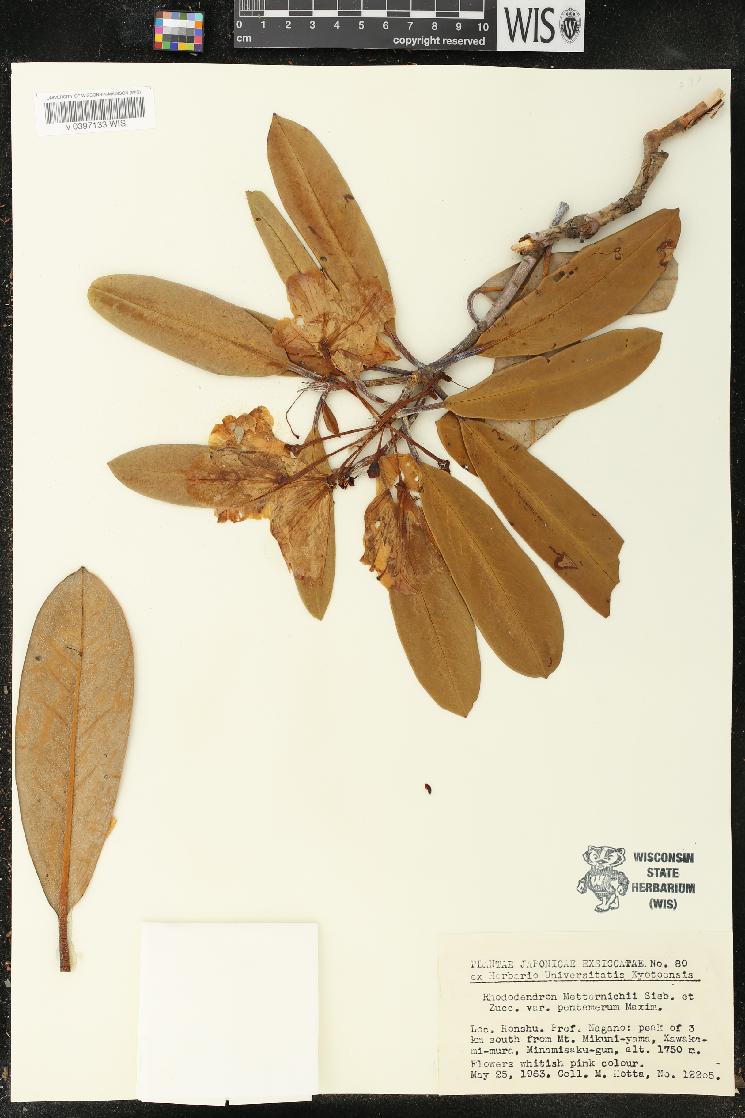 Rhododendron japonoheptamerum image