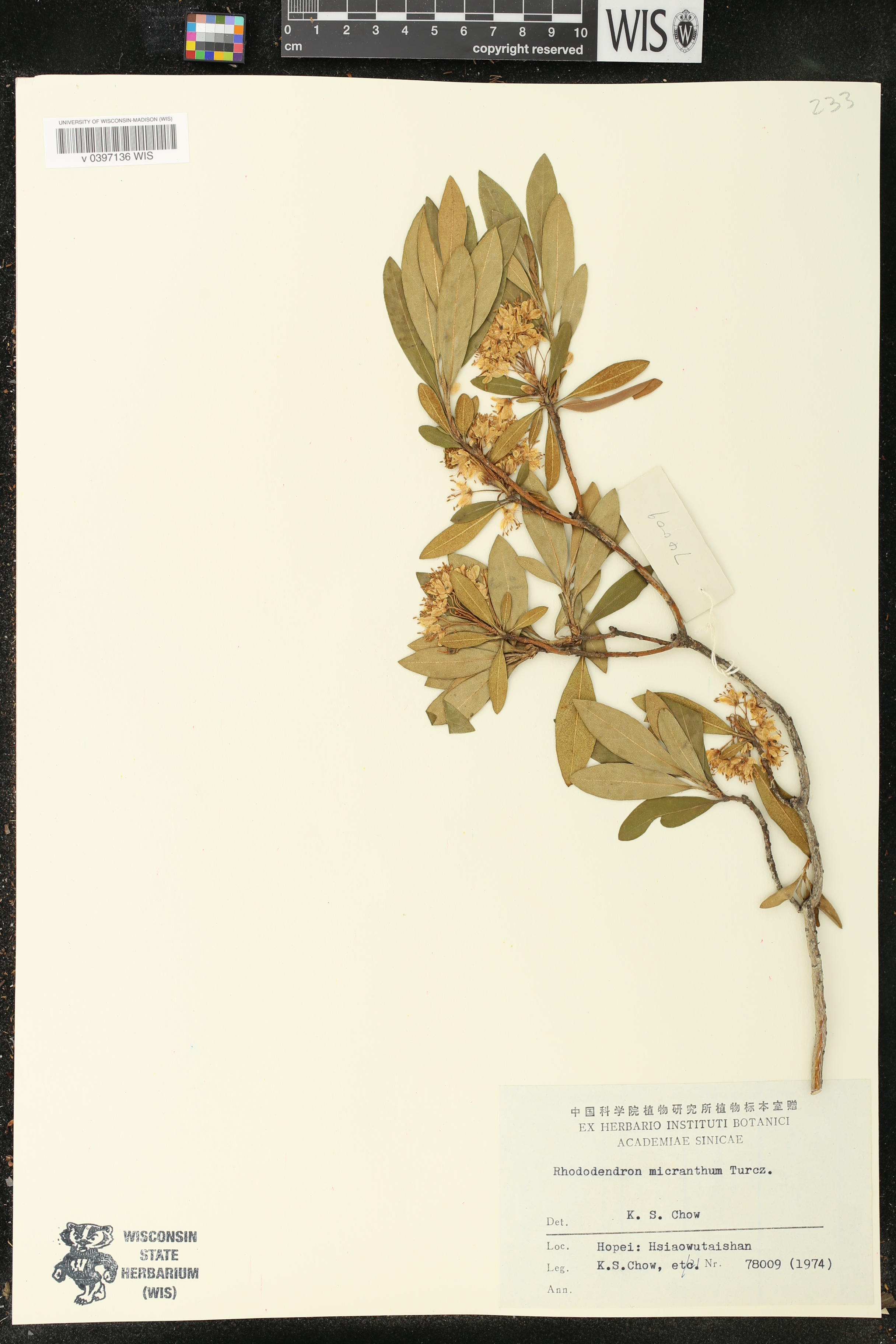 Rhododendron micranthum image