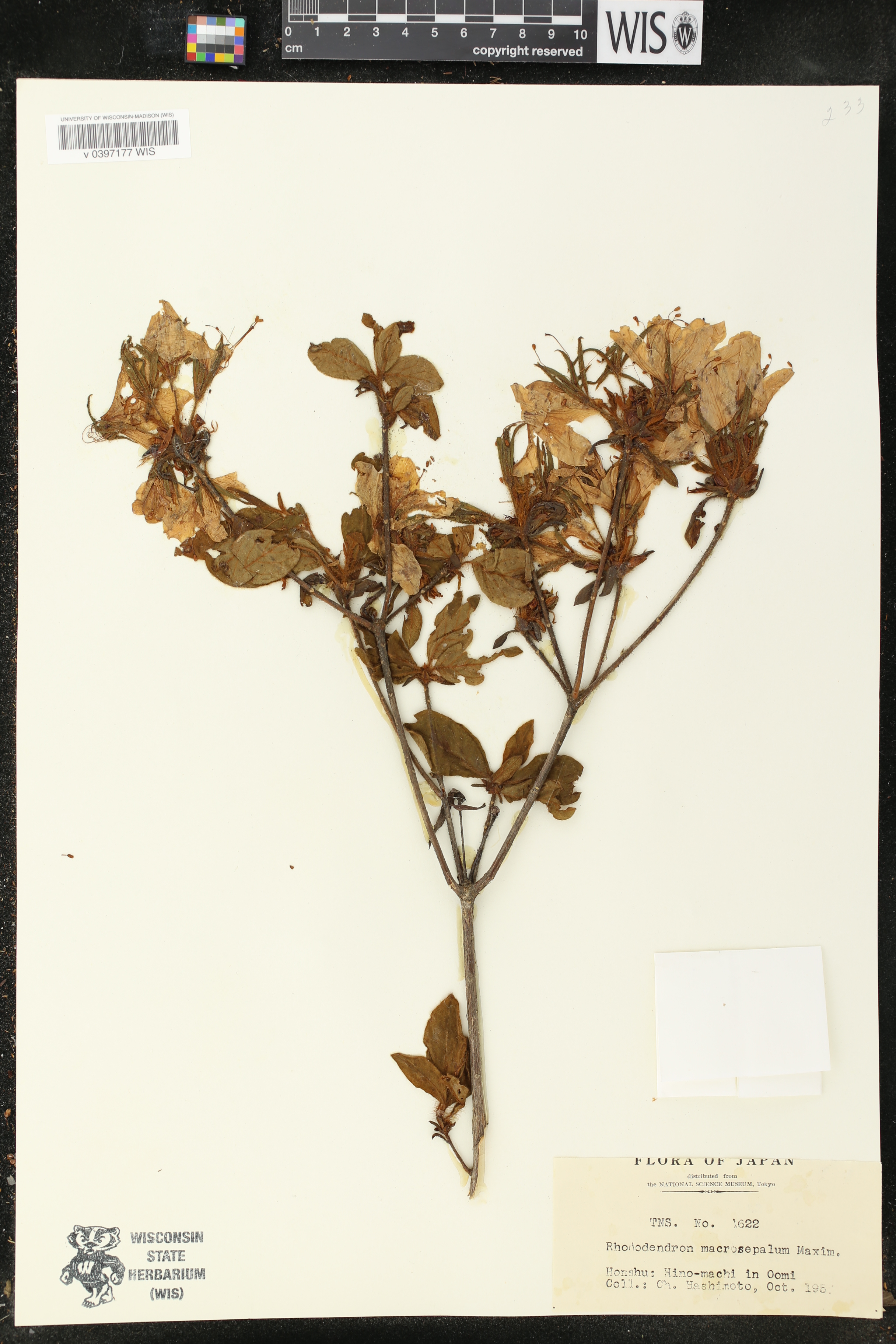 Rhododendron macrosepalum image