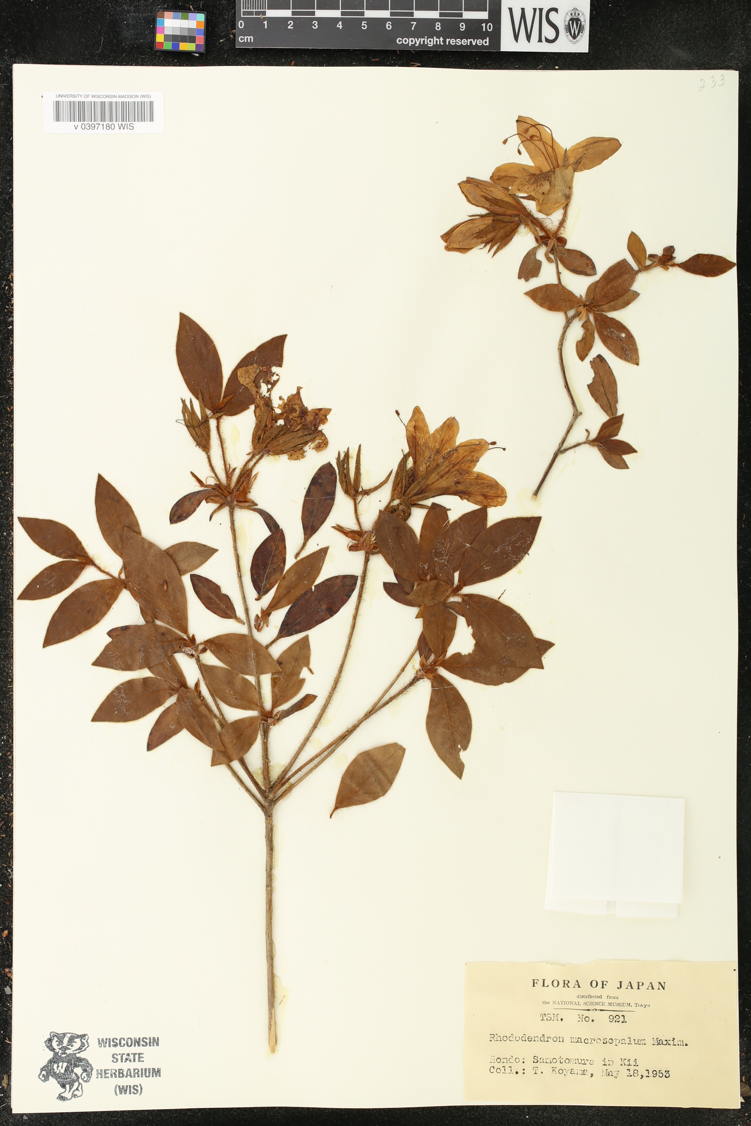 Rhododendron macrosepalum image