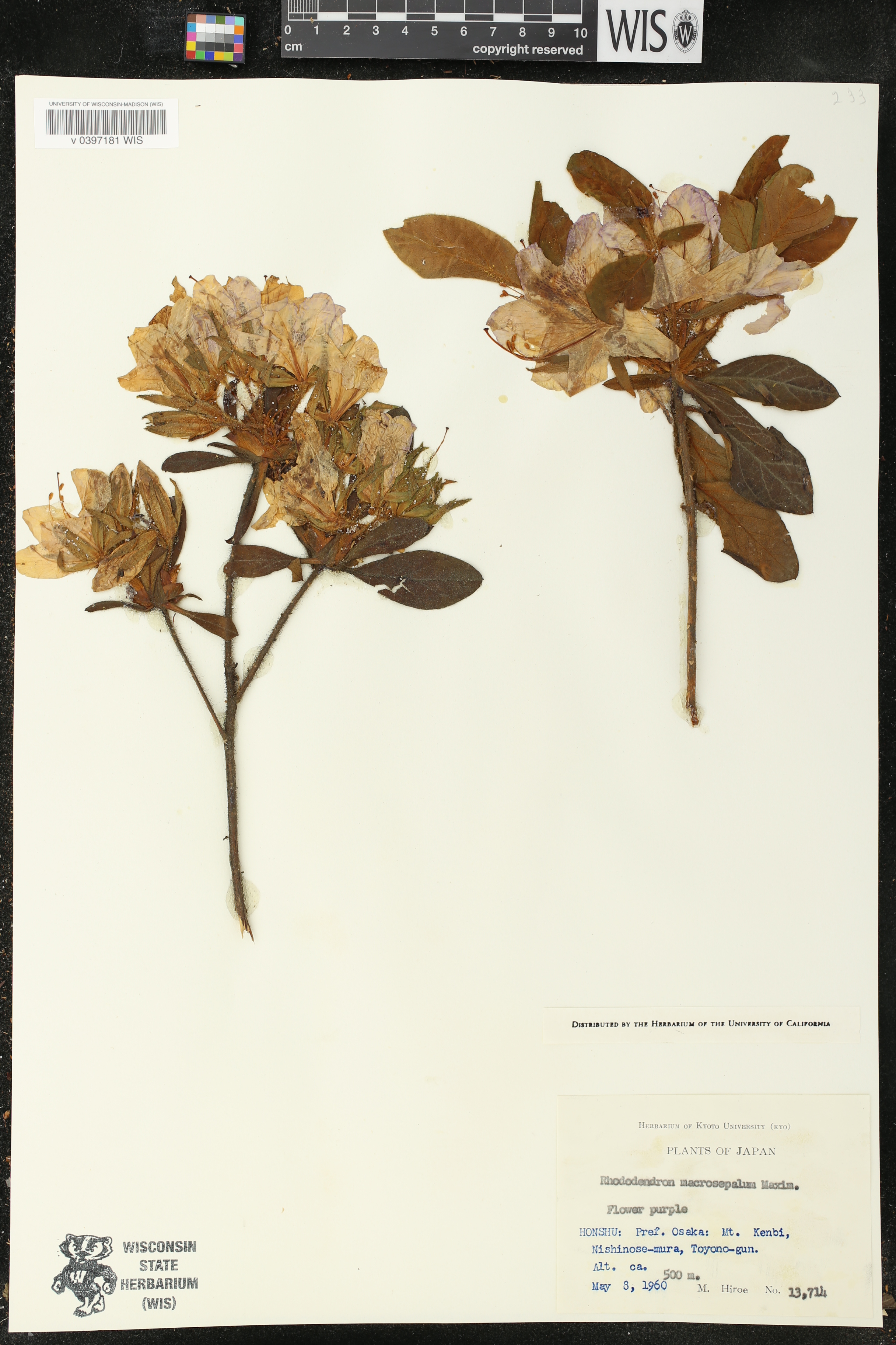 Rhododendron macrosepalum image