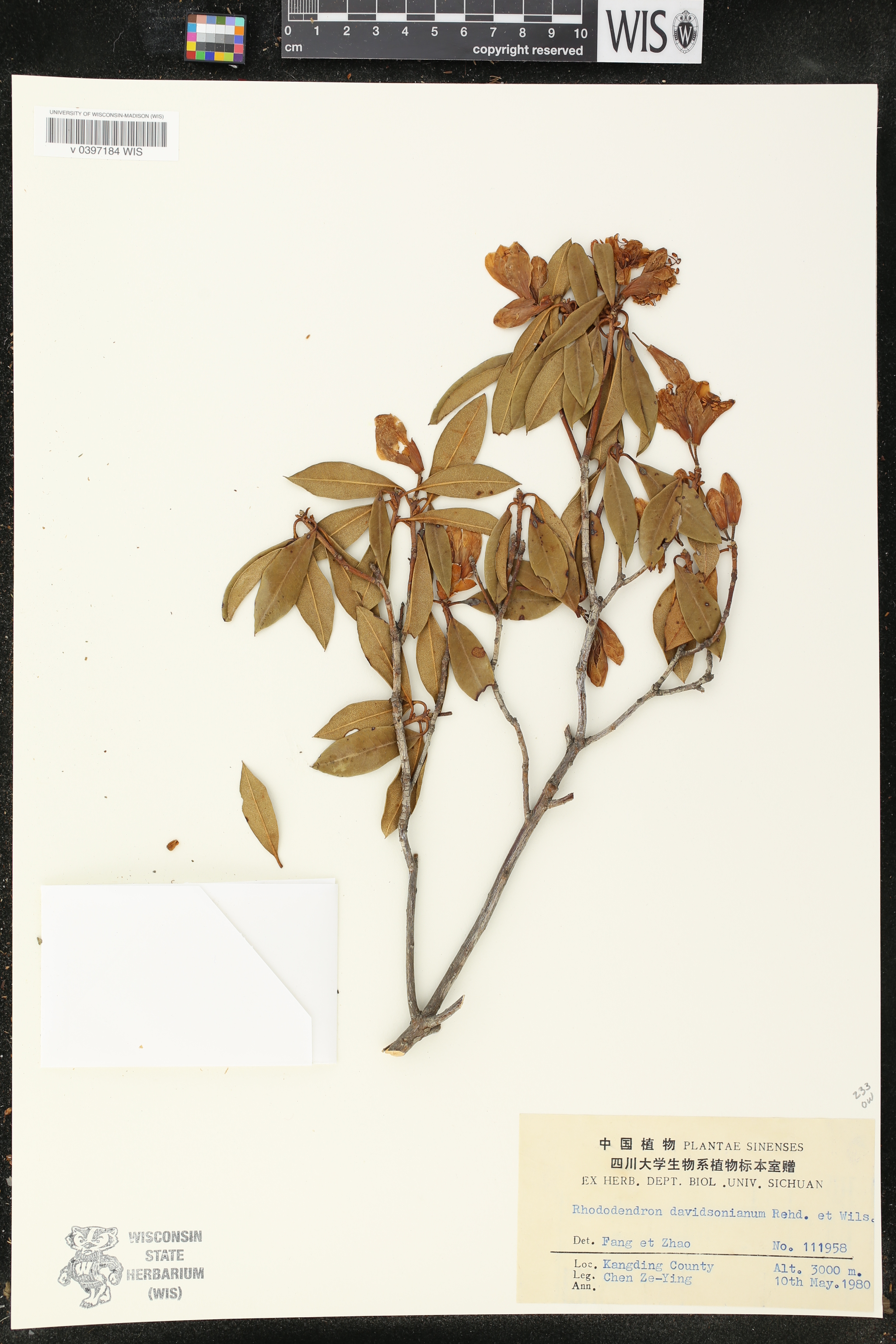 Rhododendron davidsonianum image