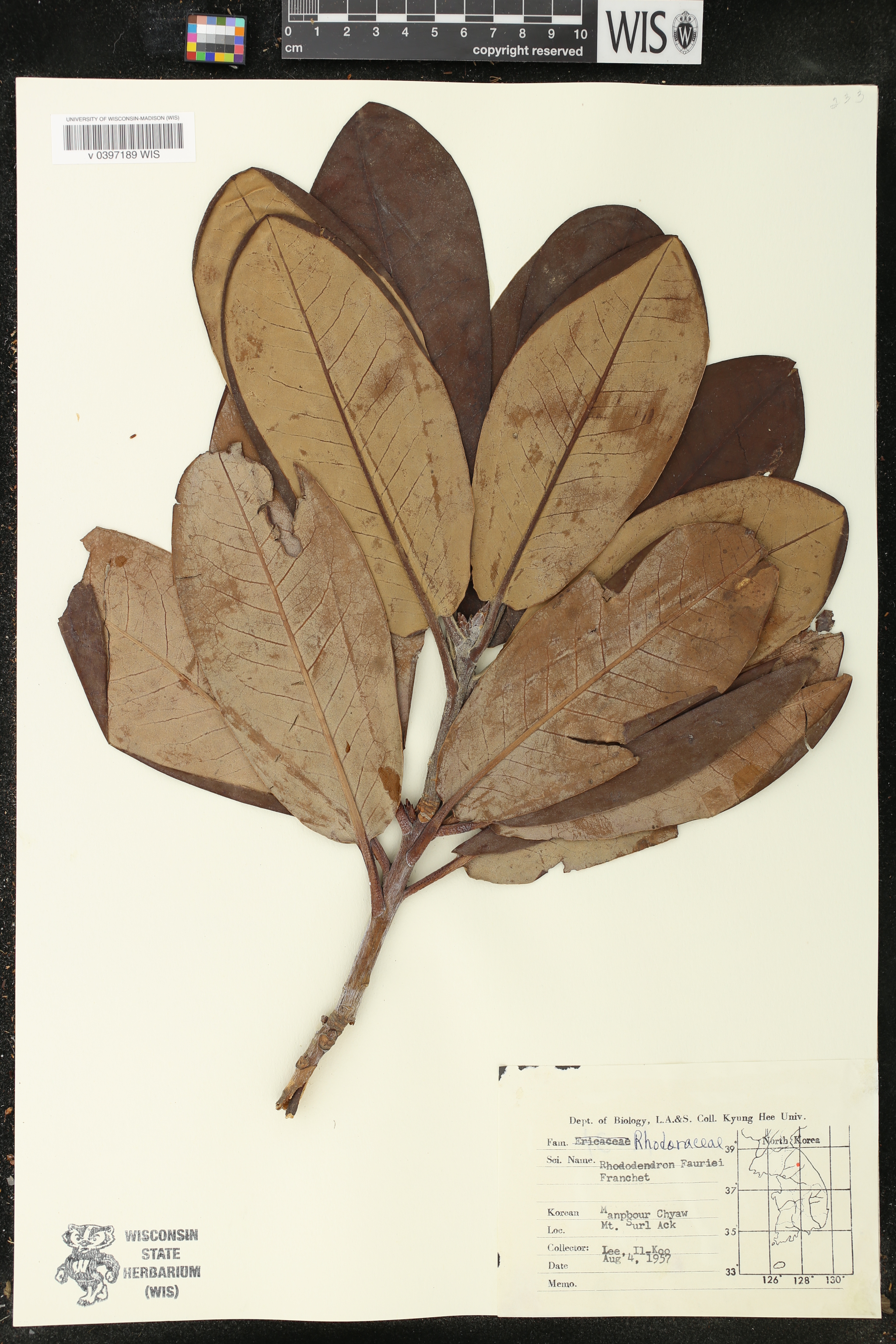 Rhododendron brachycarpum subsp. fauriei image