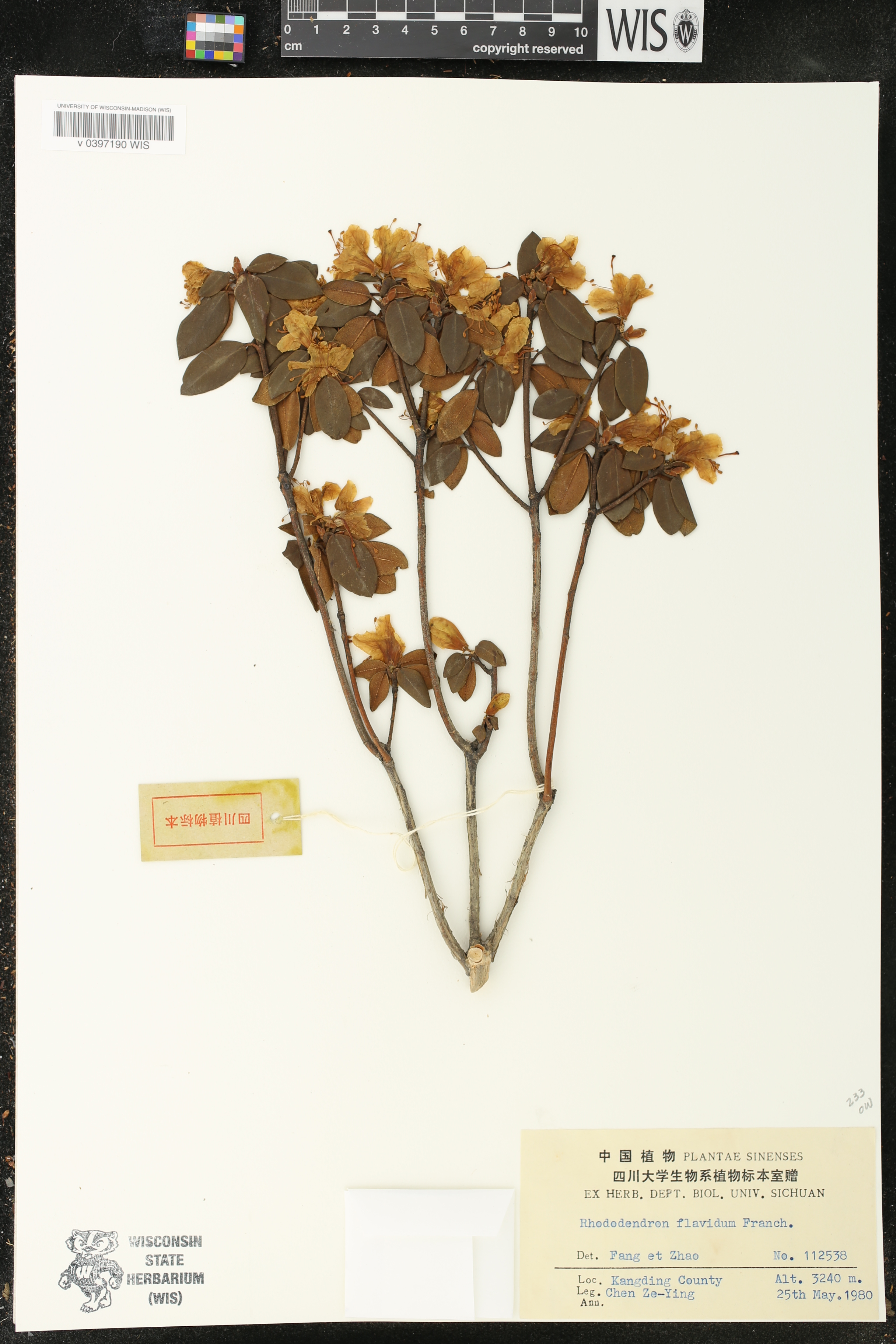 Rhododendron flavidum image