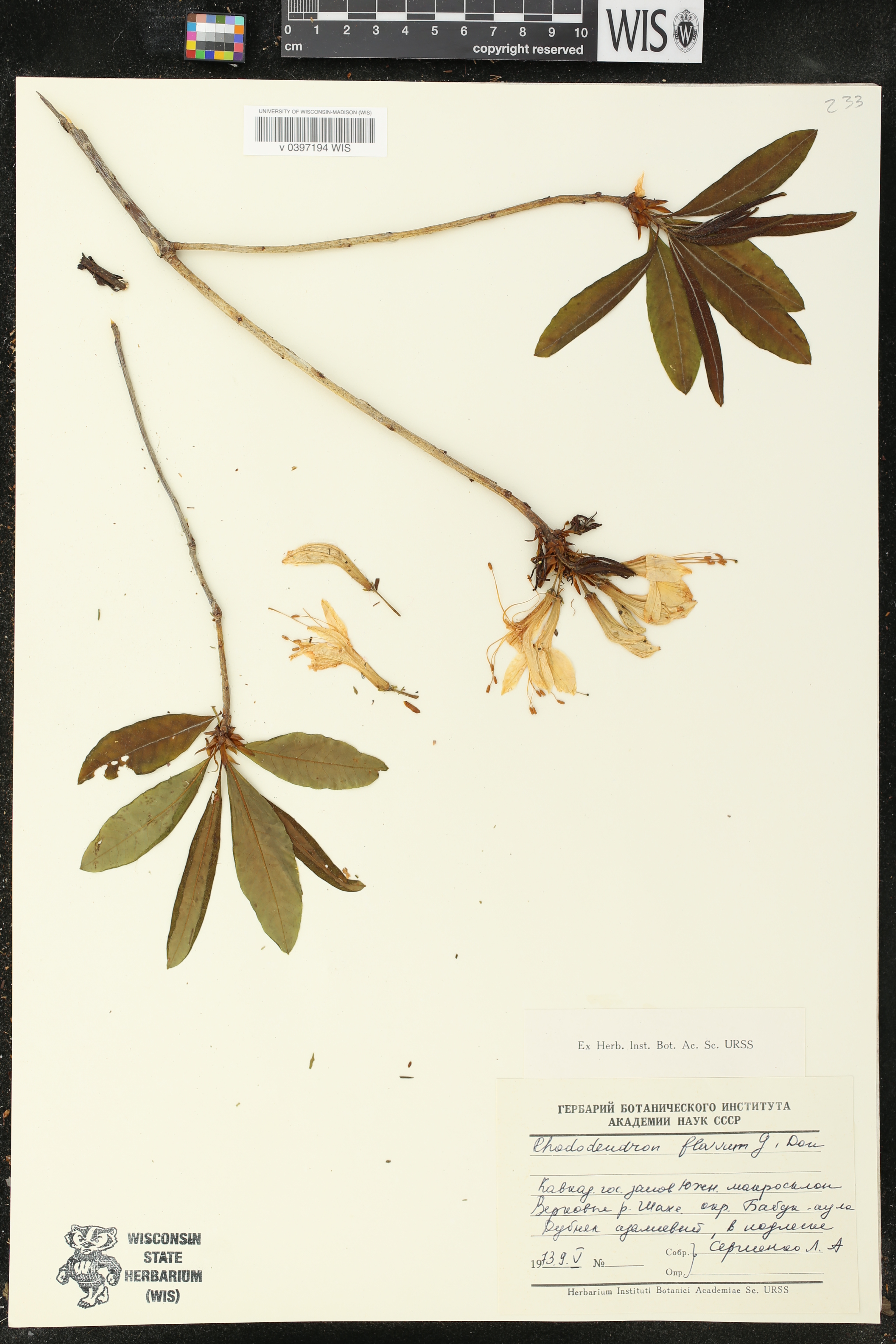 Rhododendron luteum image