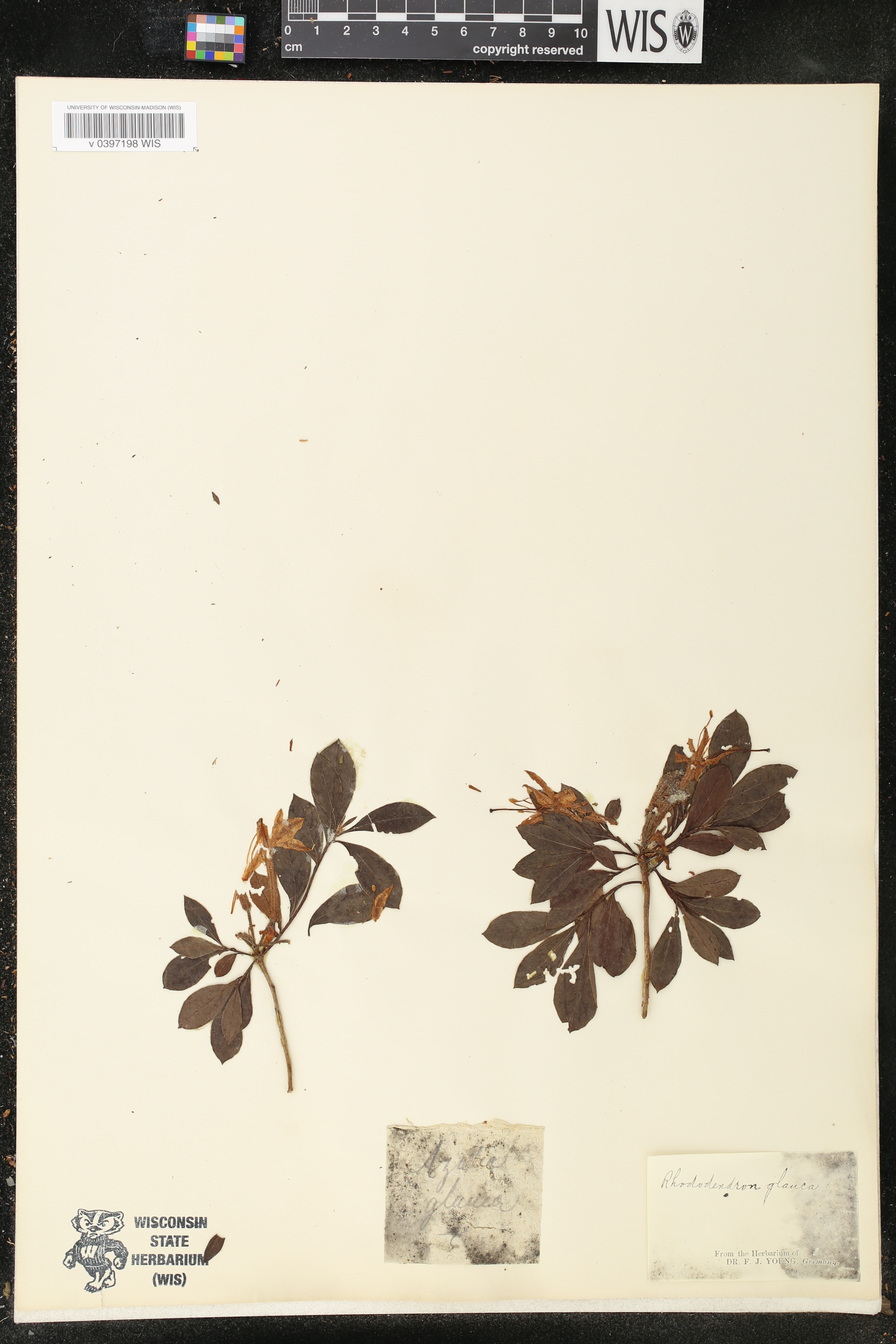 Rhododendron glaucum image