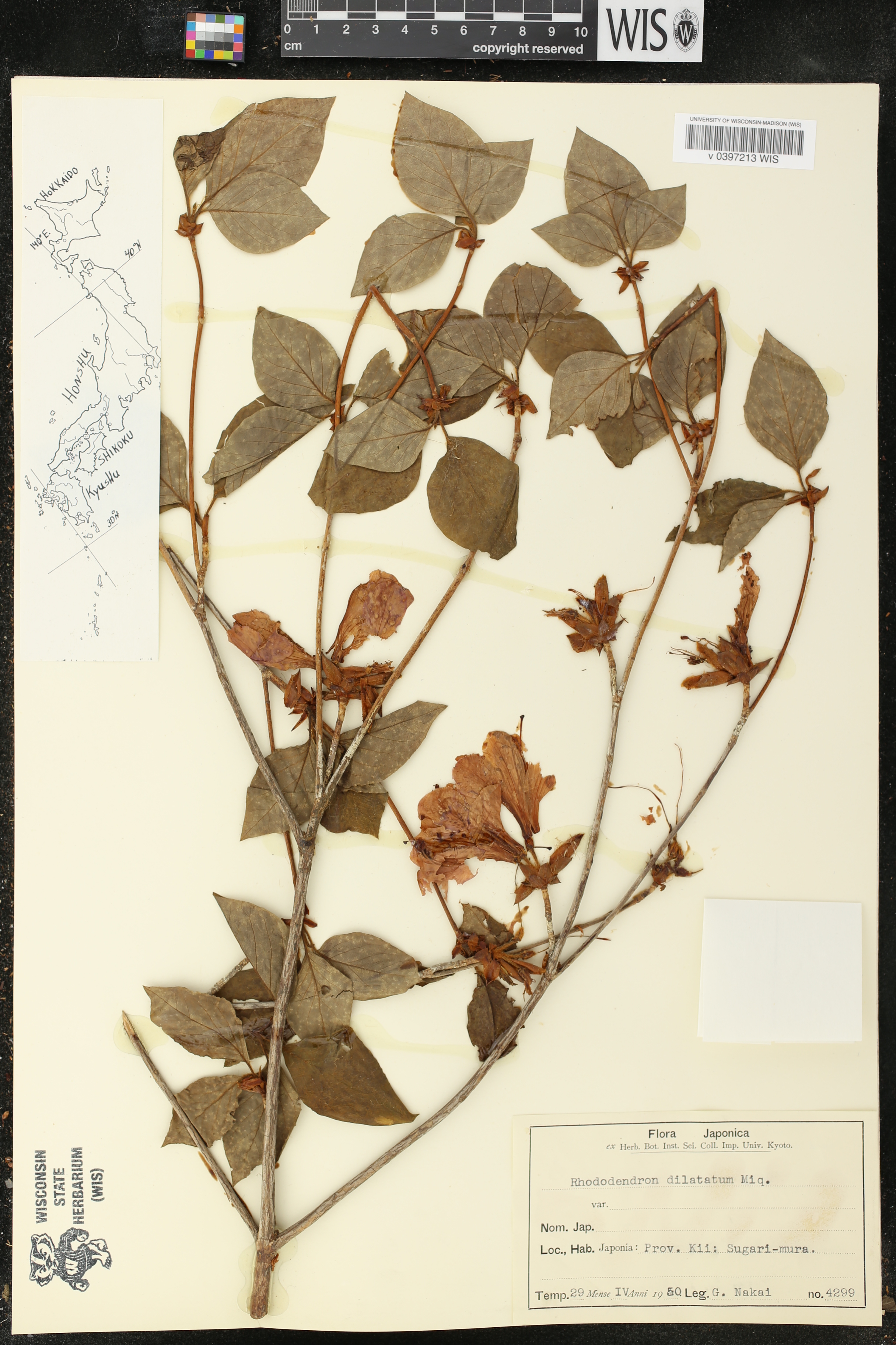 Rhododendron dilatatum image