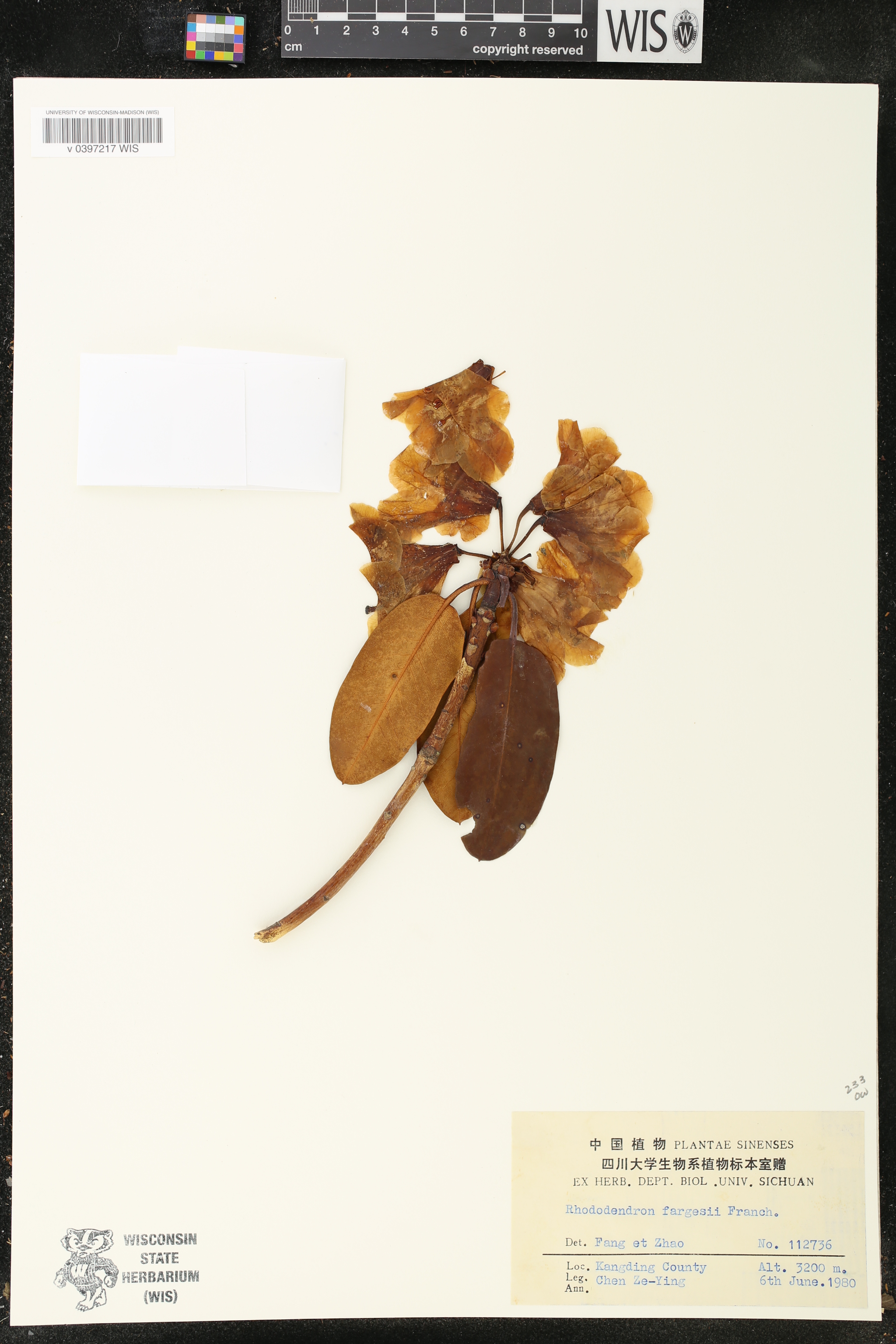 Rhododendron oreodoxa var. fargesii image