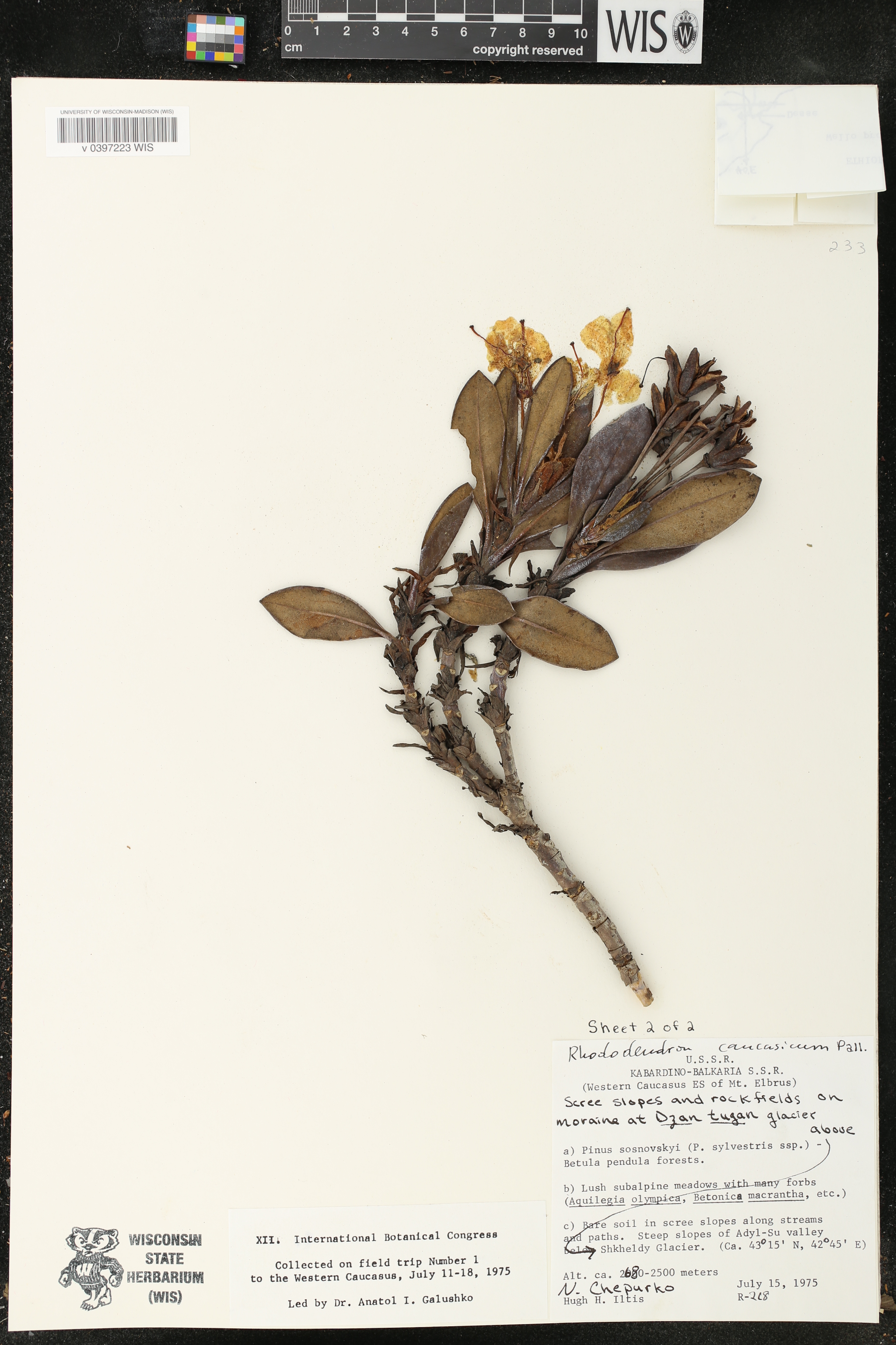 Rhododendron caucasicum image