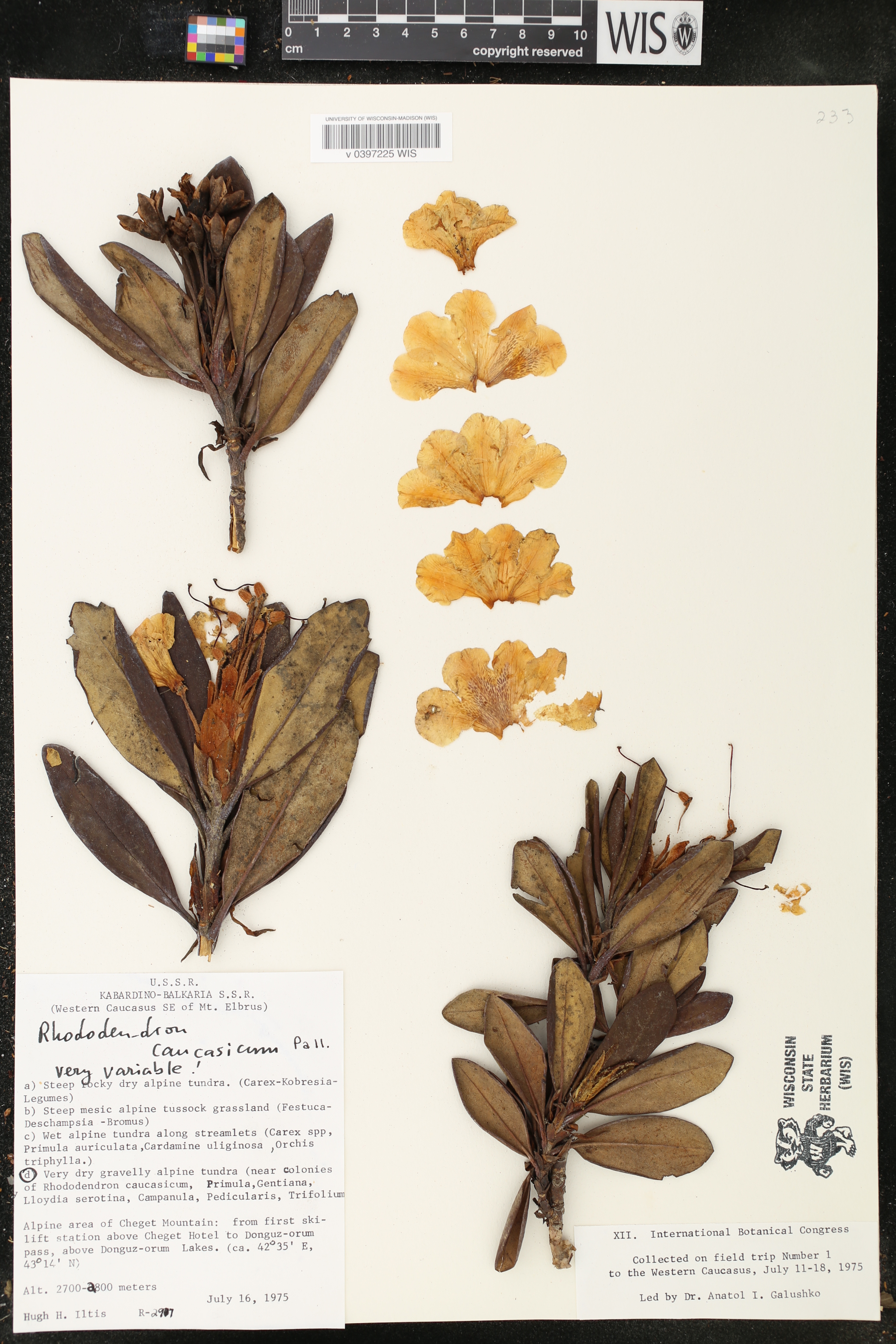 Rhododendron caucasicum image