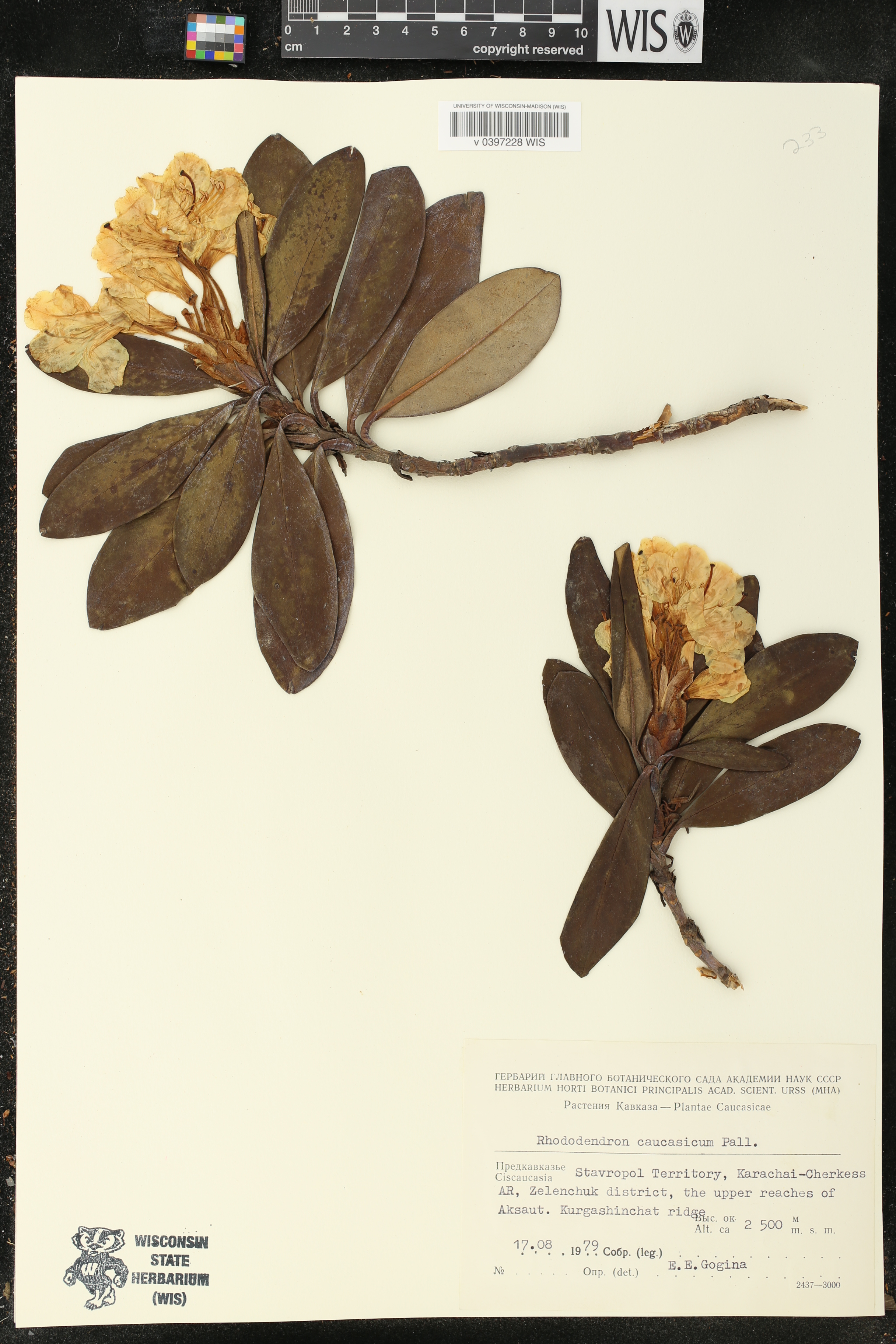 Rhododendron caucasicum image