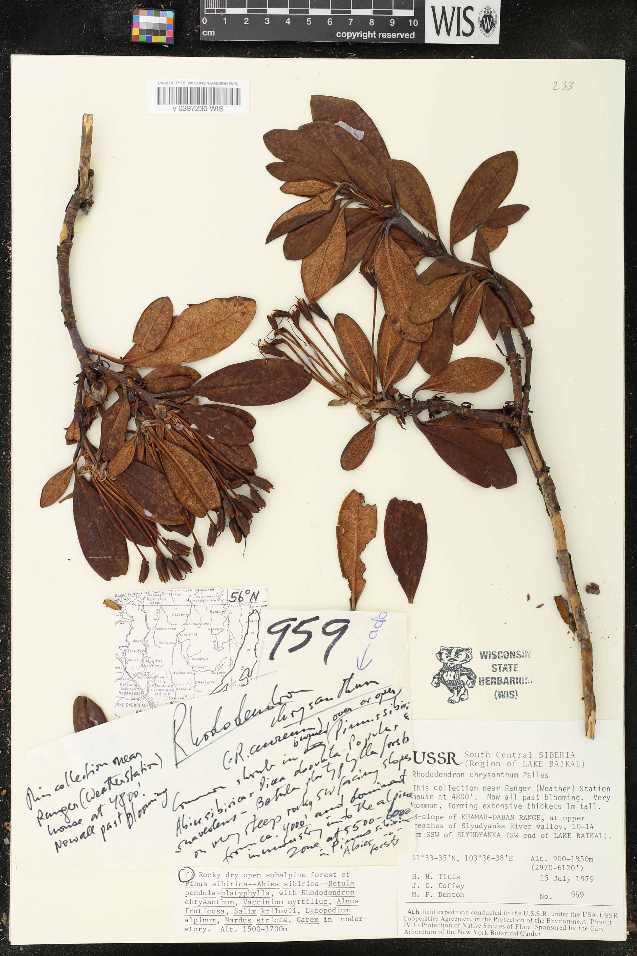 Rhododendron aureum subsp. aureum image