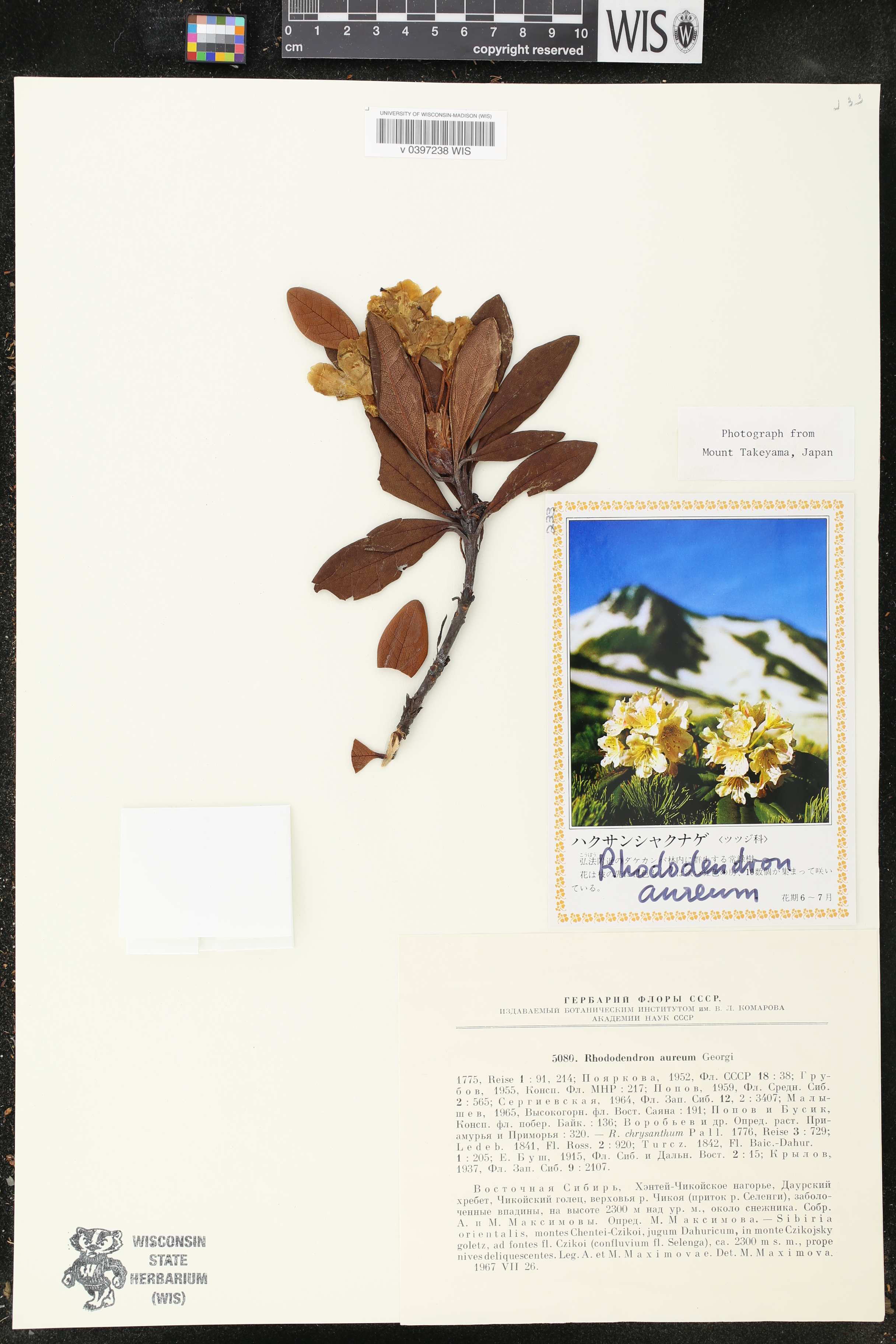 Rhododendron aureum image