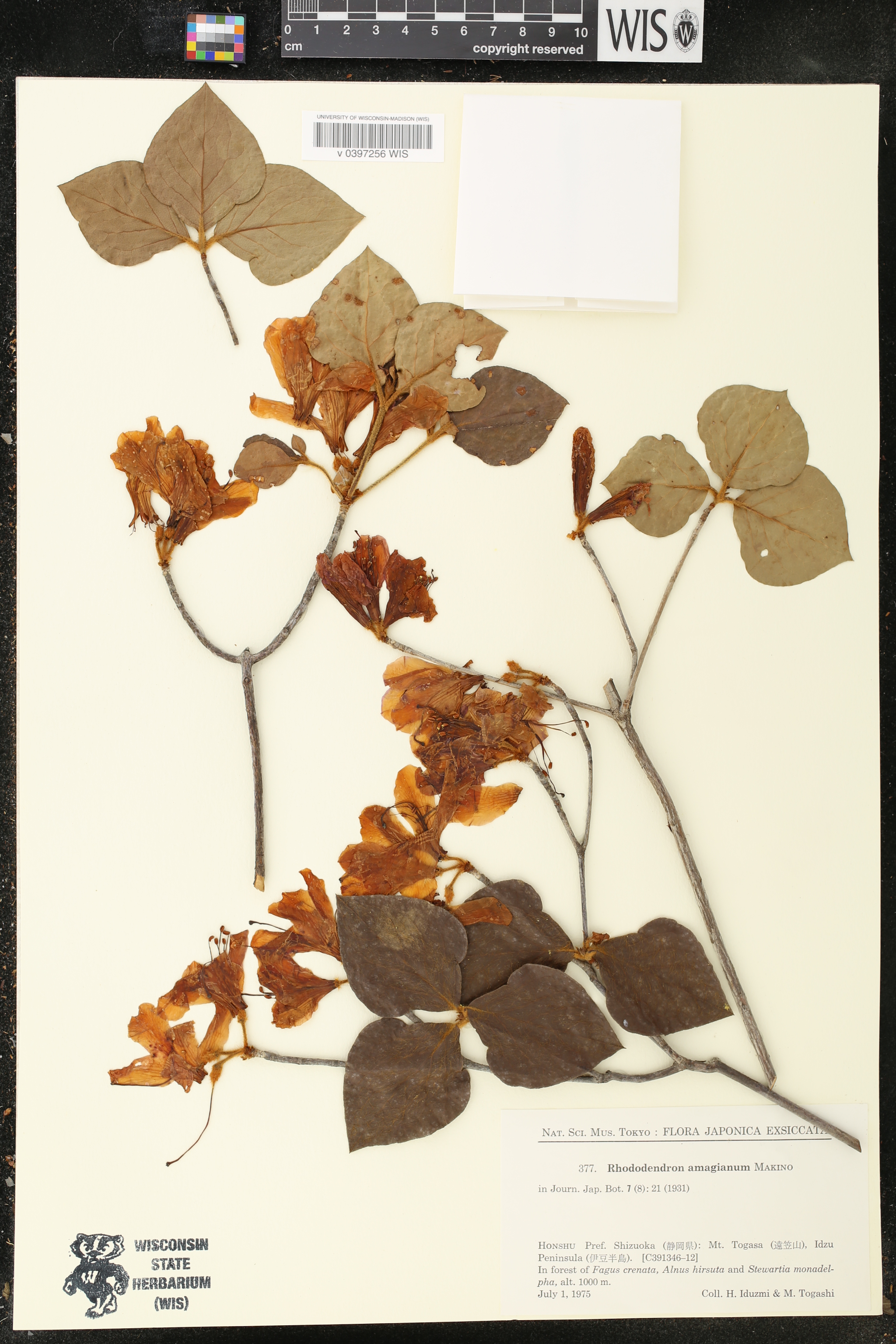 Rhododendron amagianum image