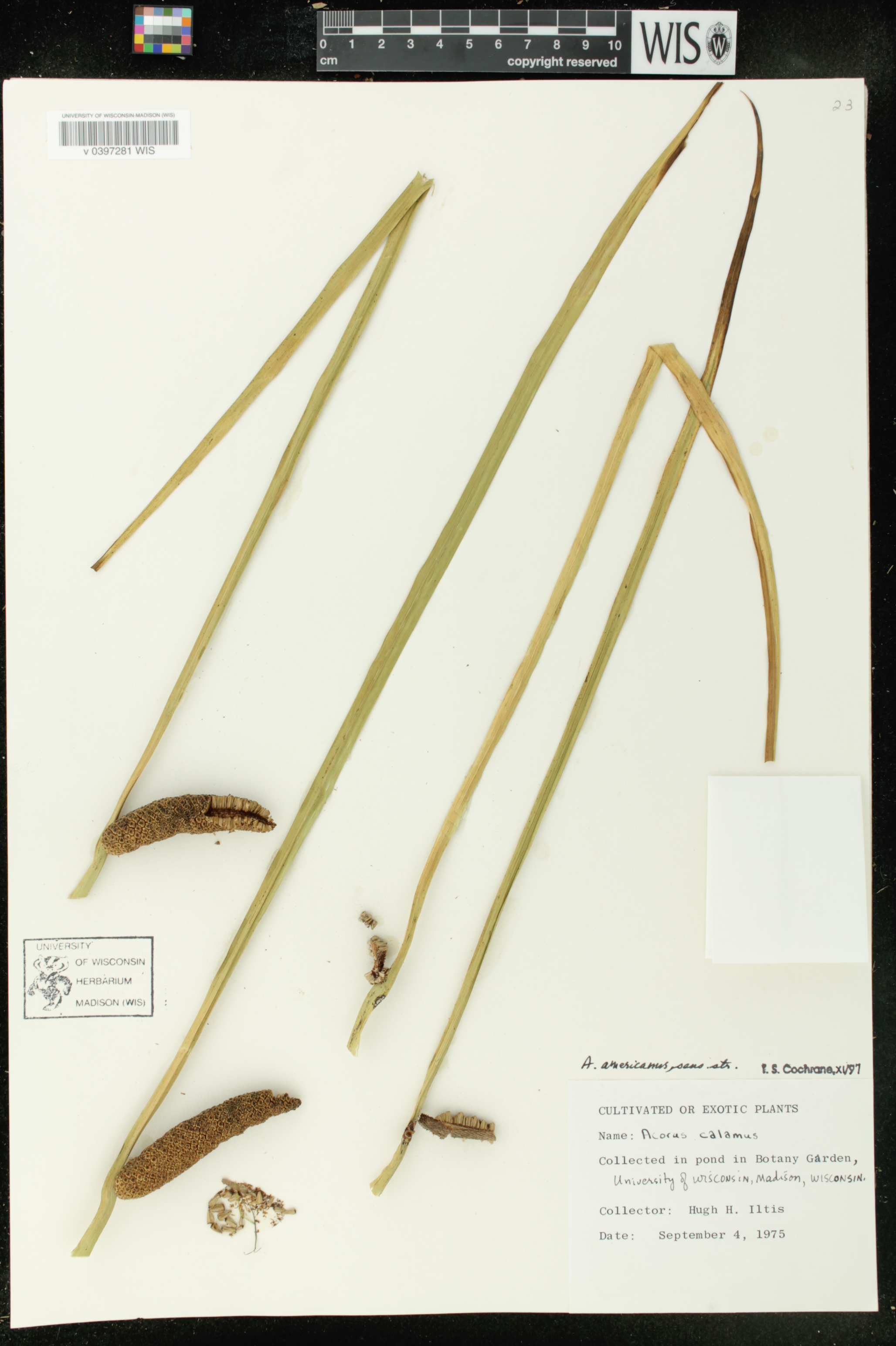 Acorus americanus image