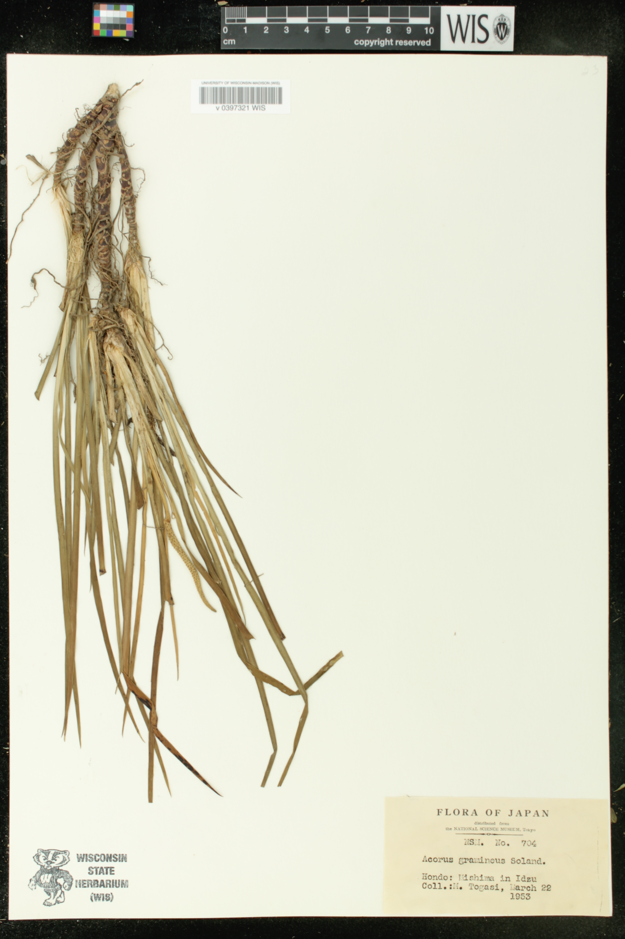 Acorus gramineus image