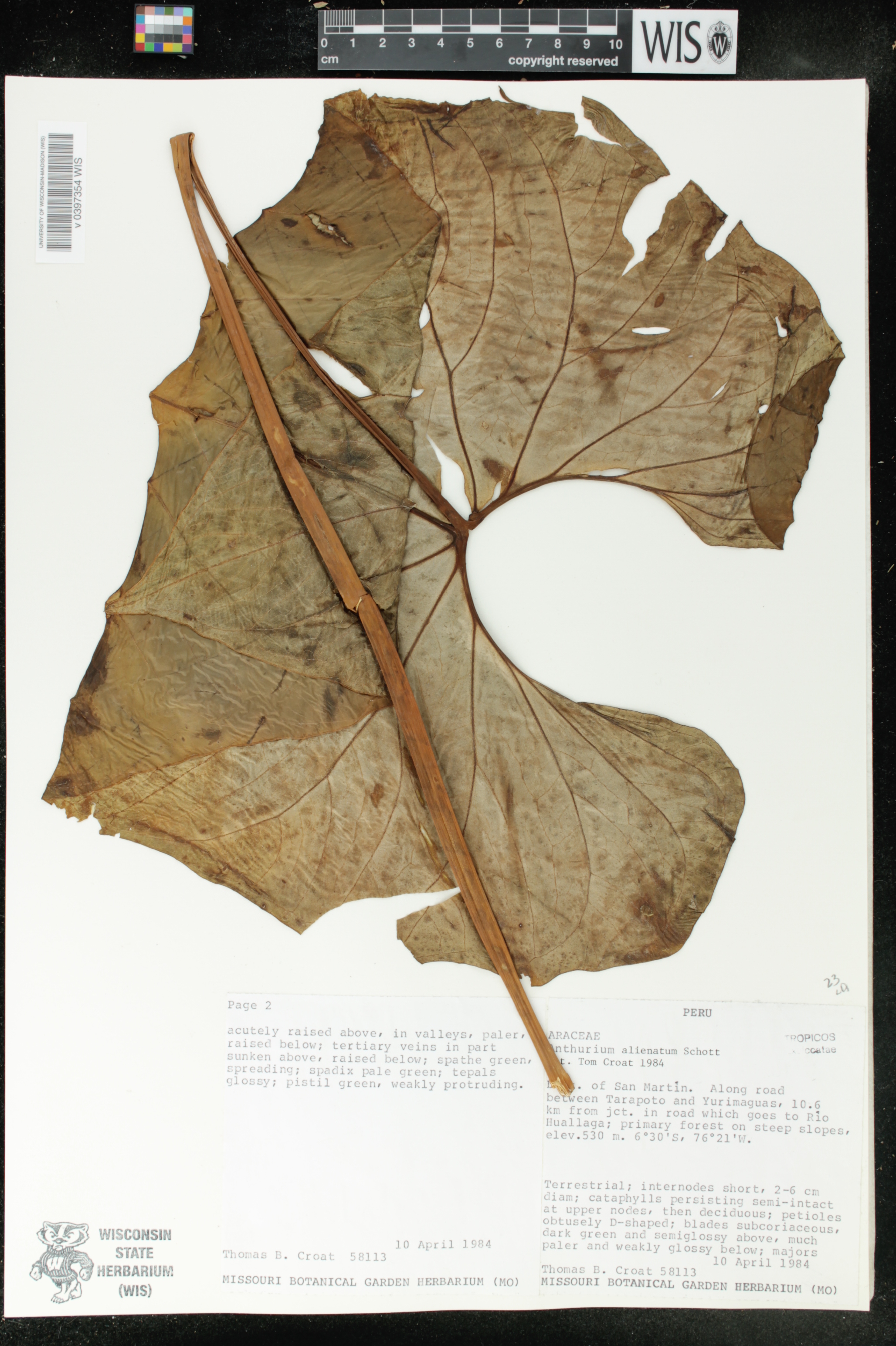 Anthurium alienatum image