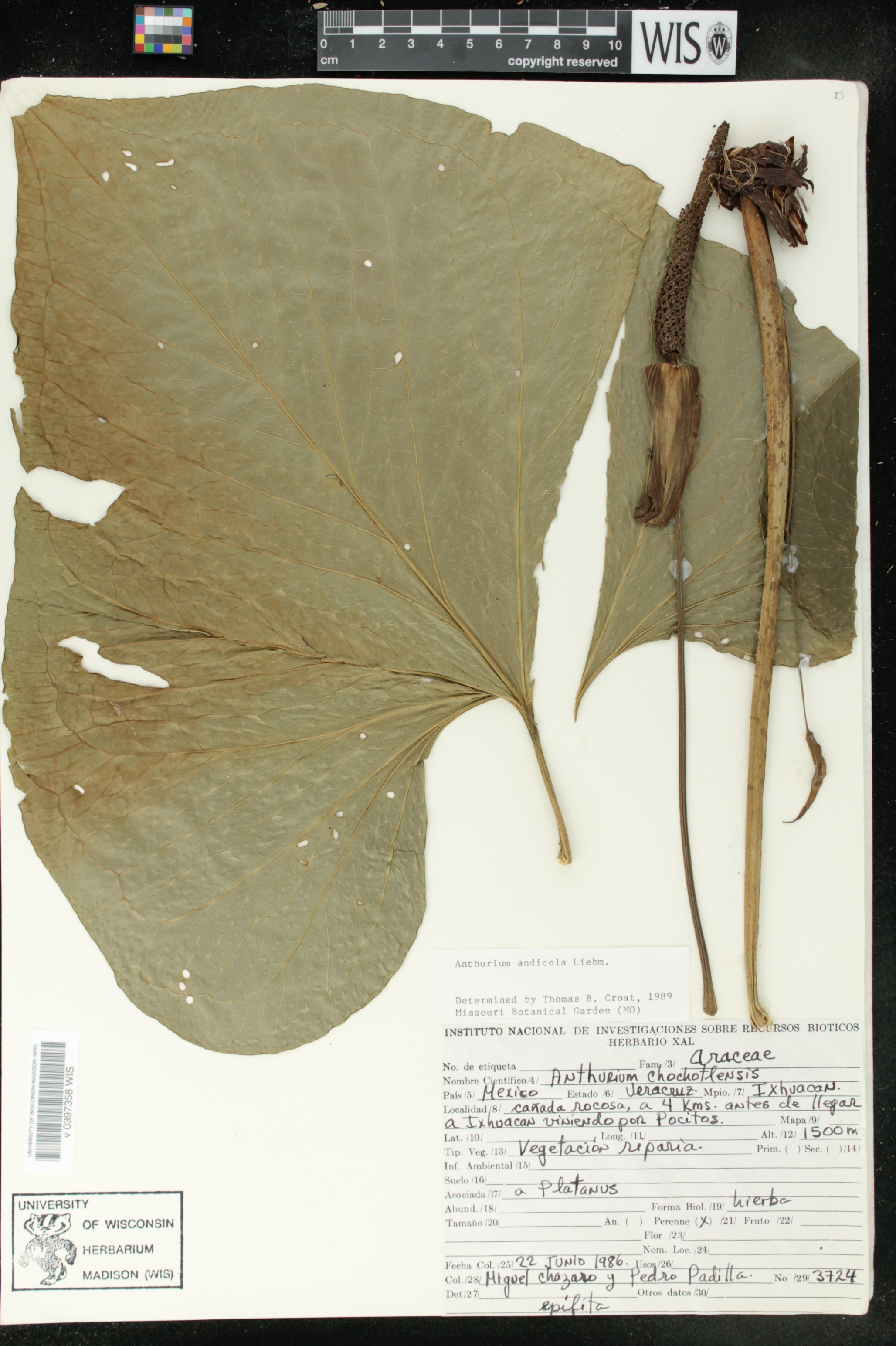 Anthurium andicola image