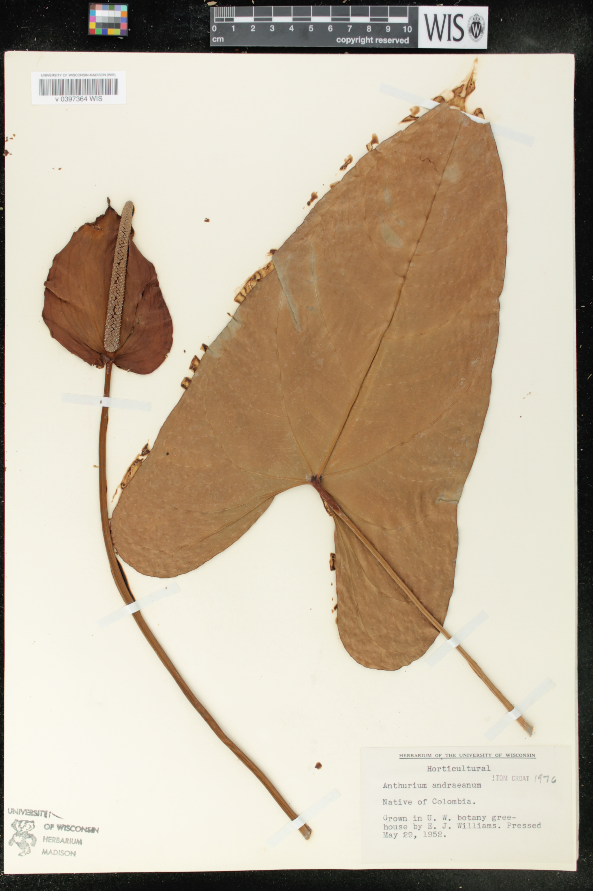 Anthurium andraeanum image