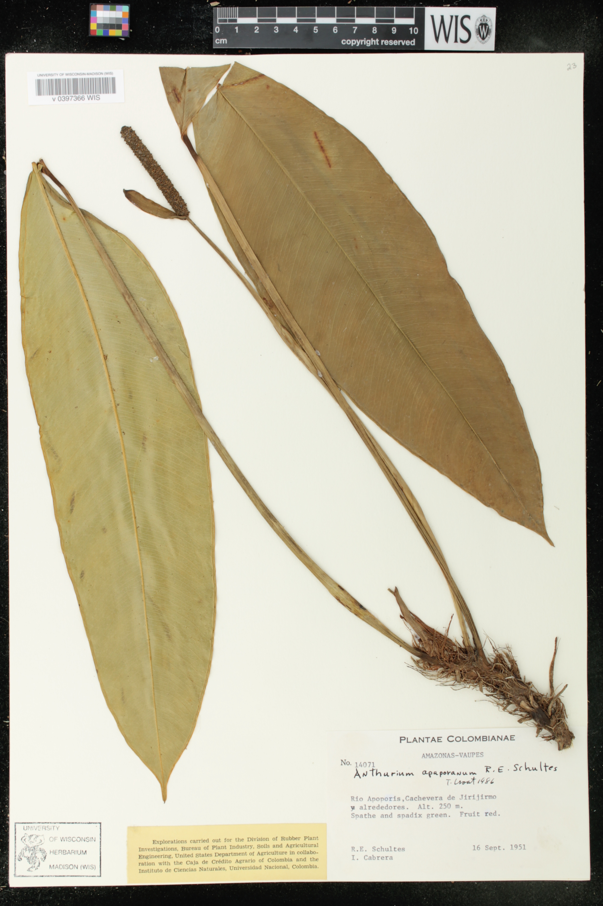 Anthurium apaporanum image