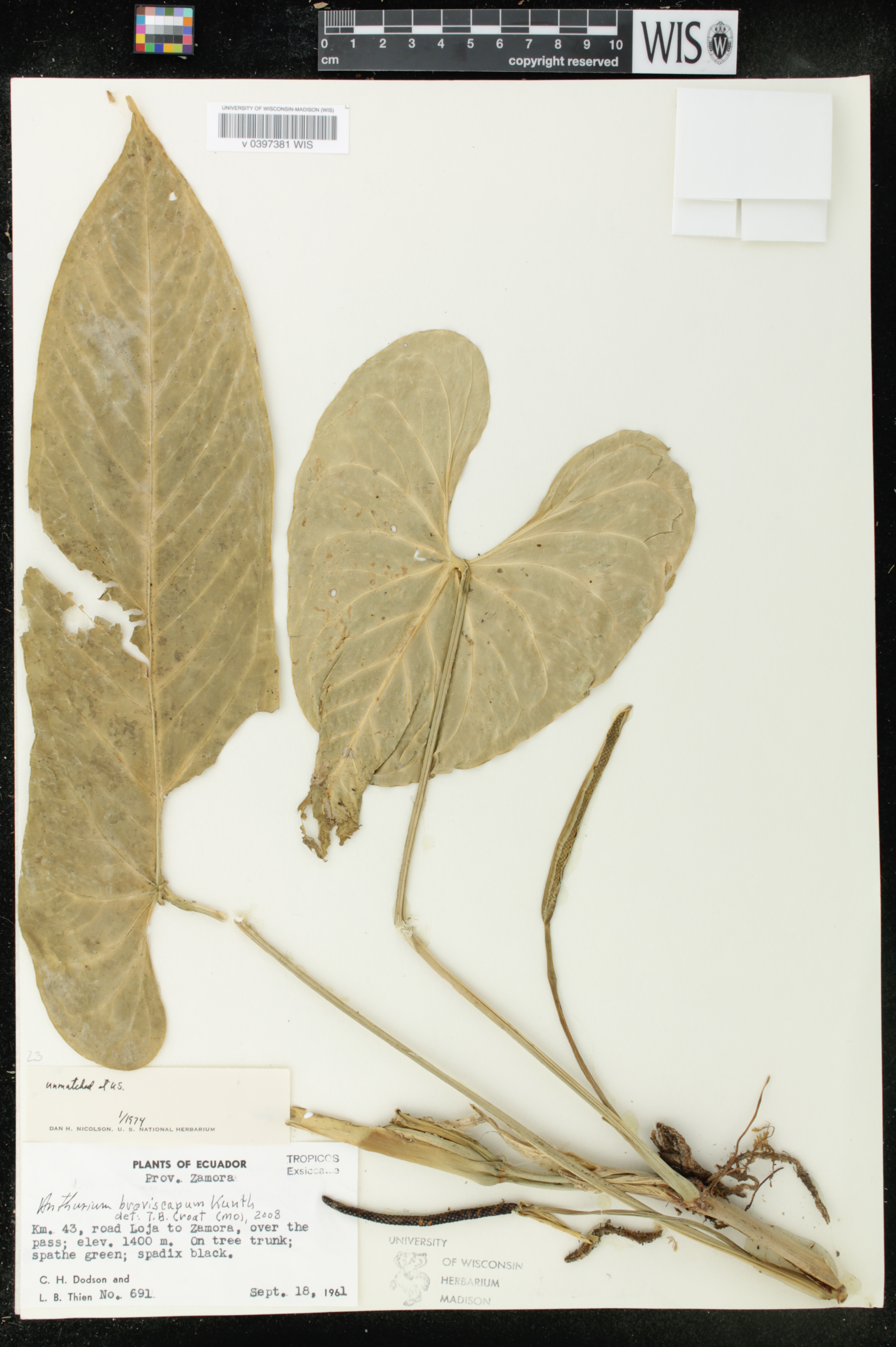 Anthurium breviscapum image