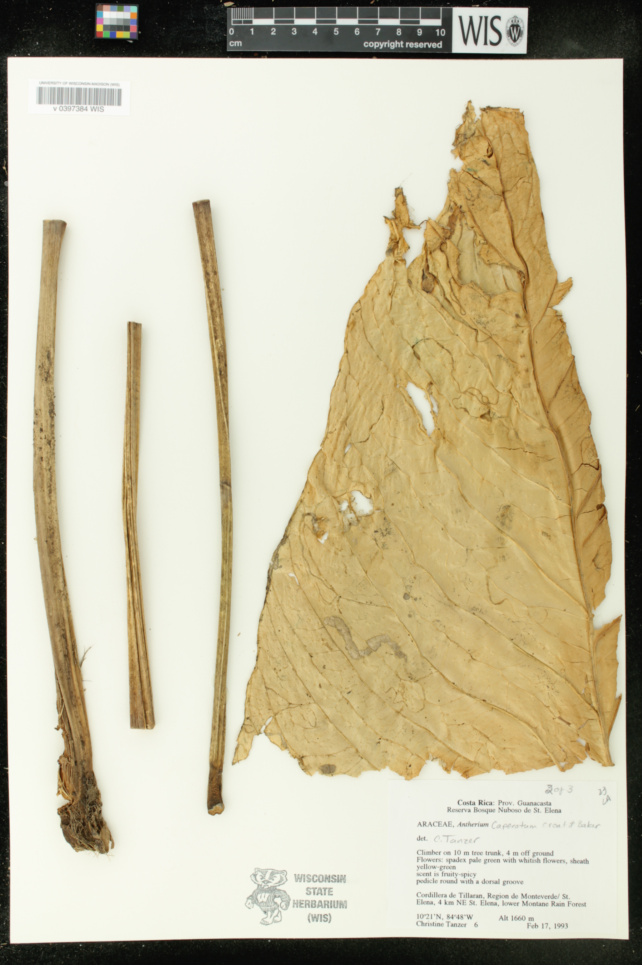 Anthurium caperatum image