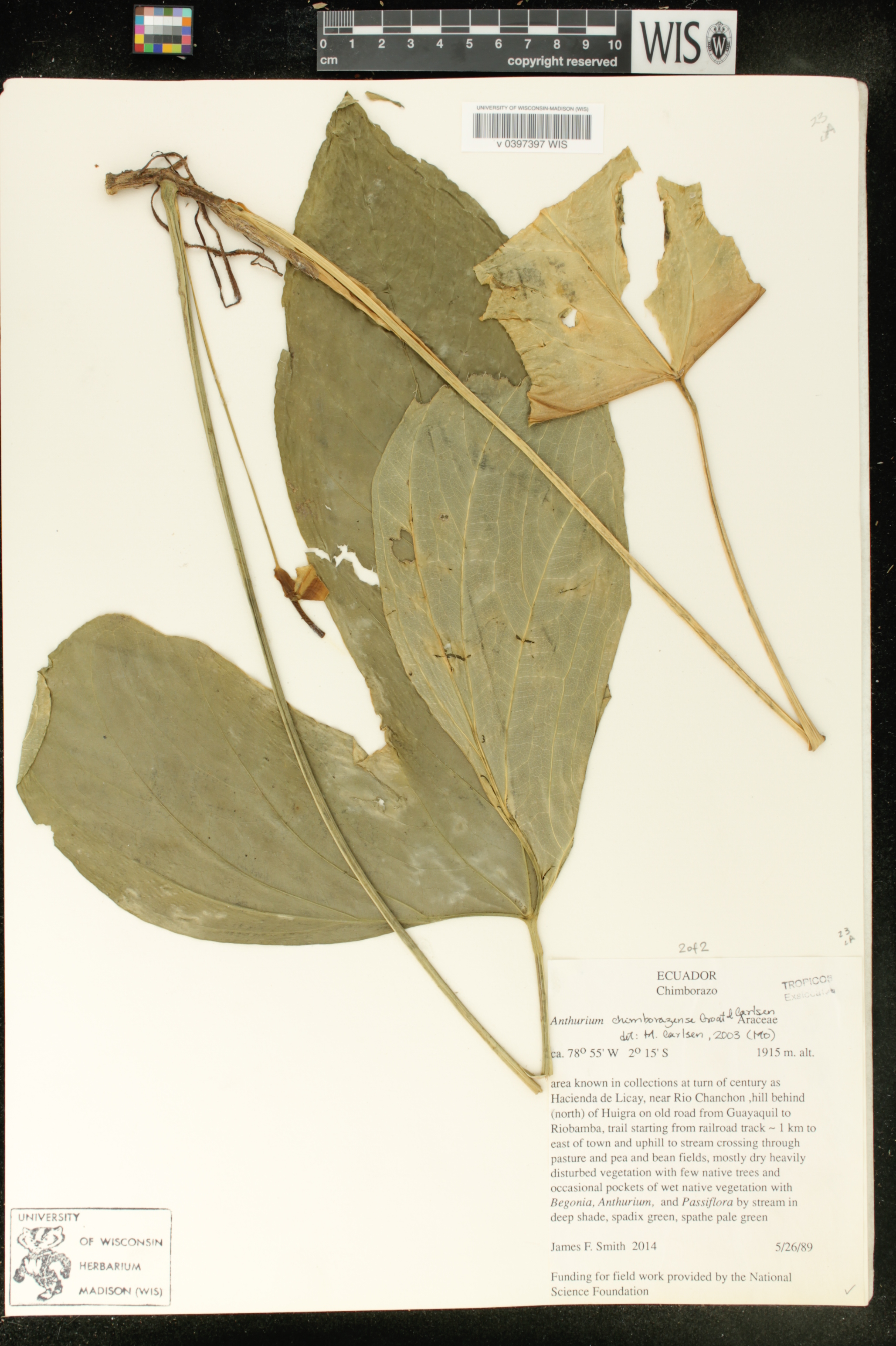 Anthurium chimborazense image
