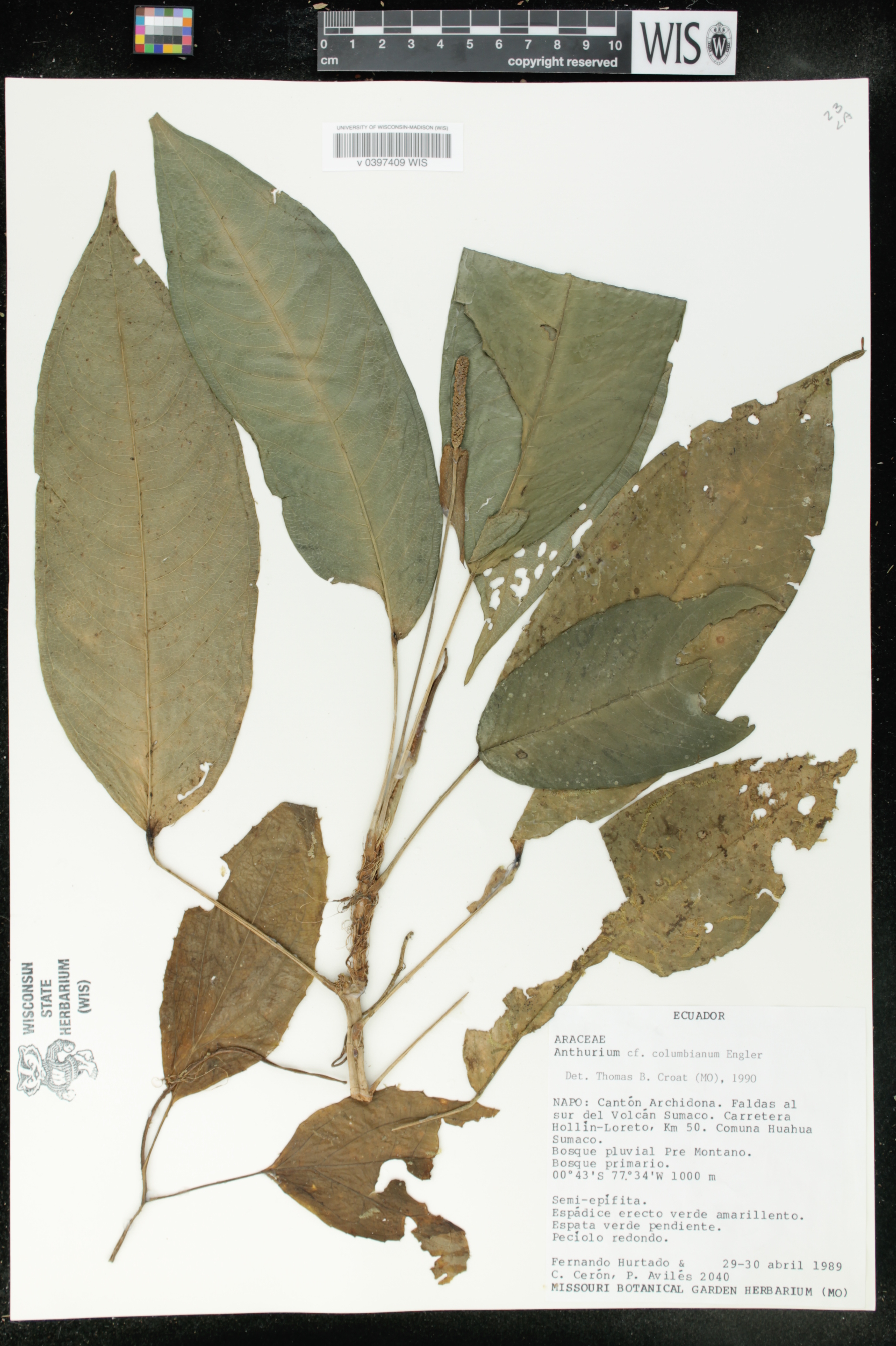 Anthurium microspadix image