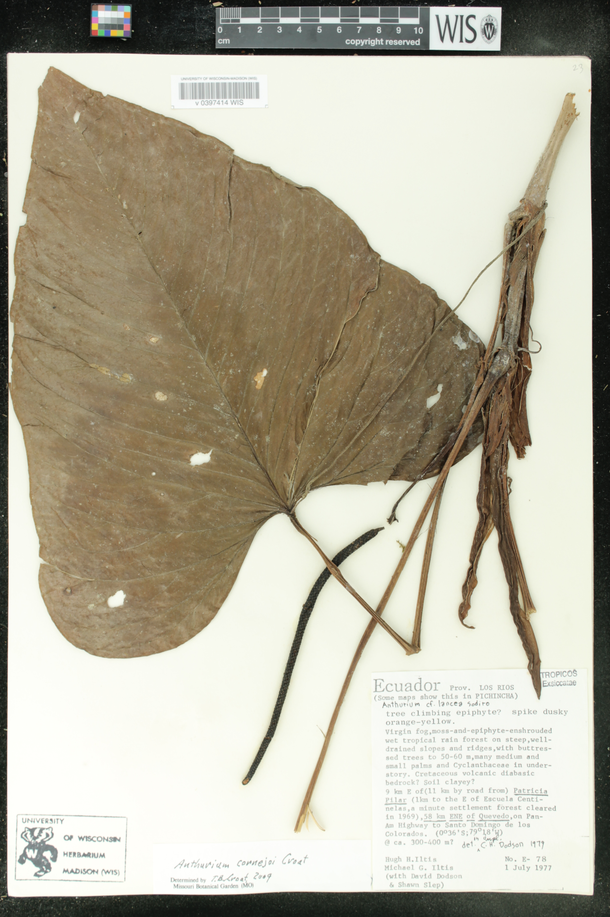 Anthurium cornejoi image