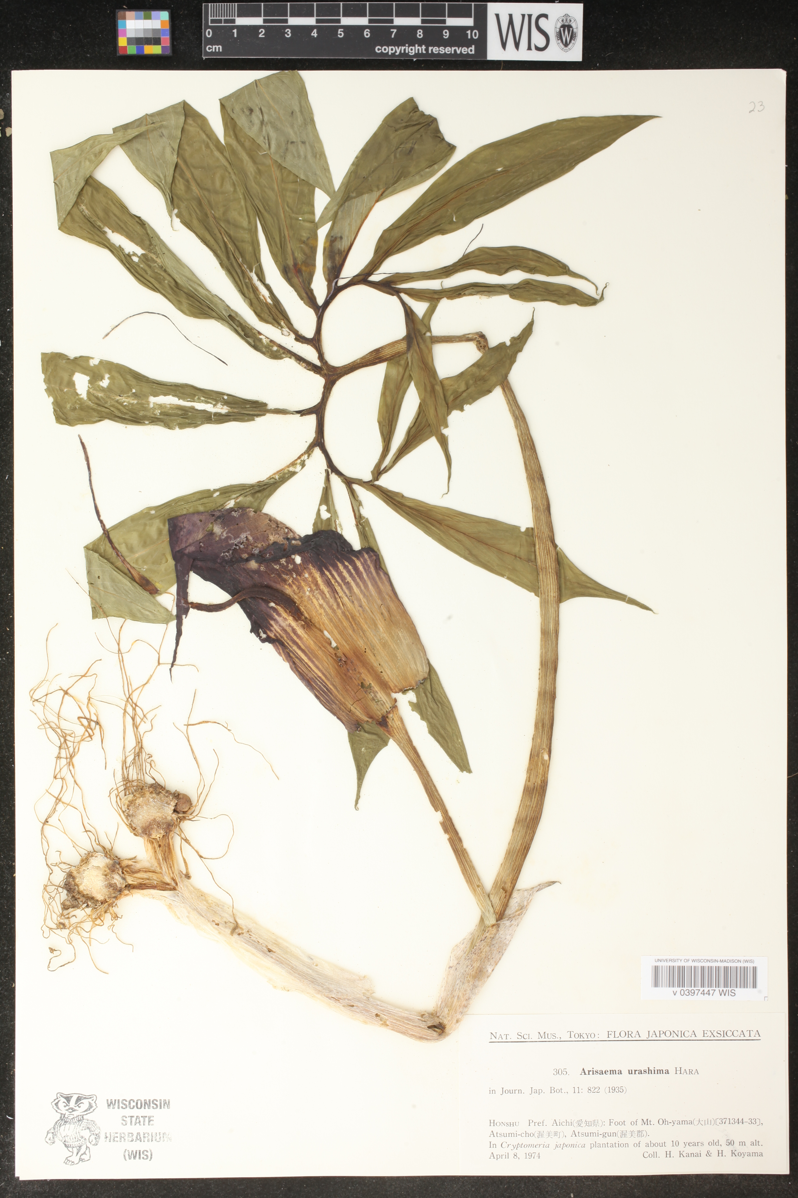 Arisaema thunbergii image