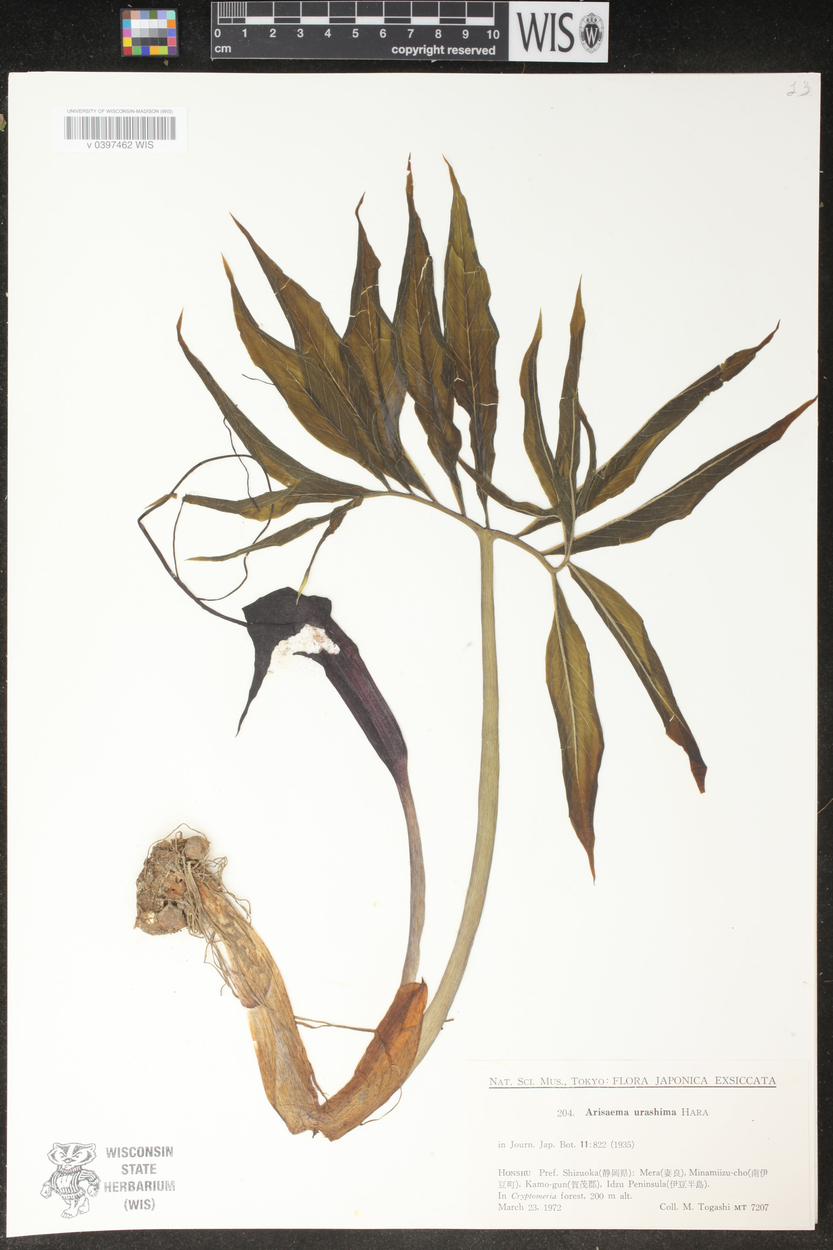 Arisaema thunbergii subsp. urashima image