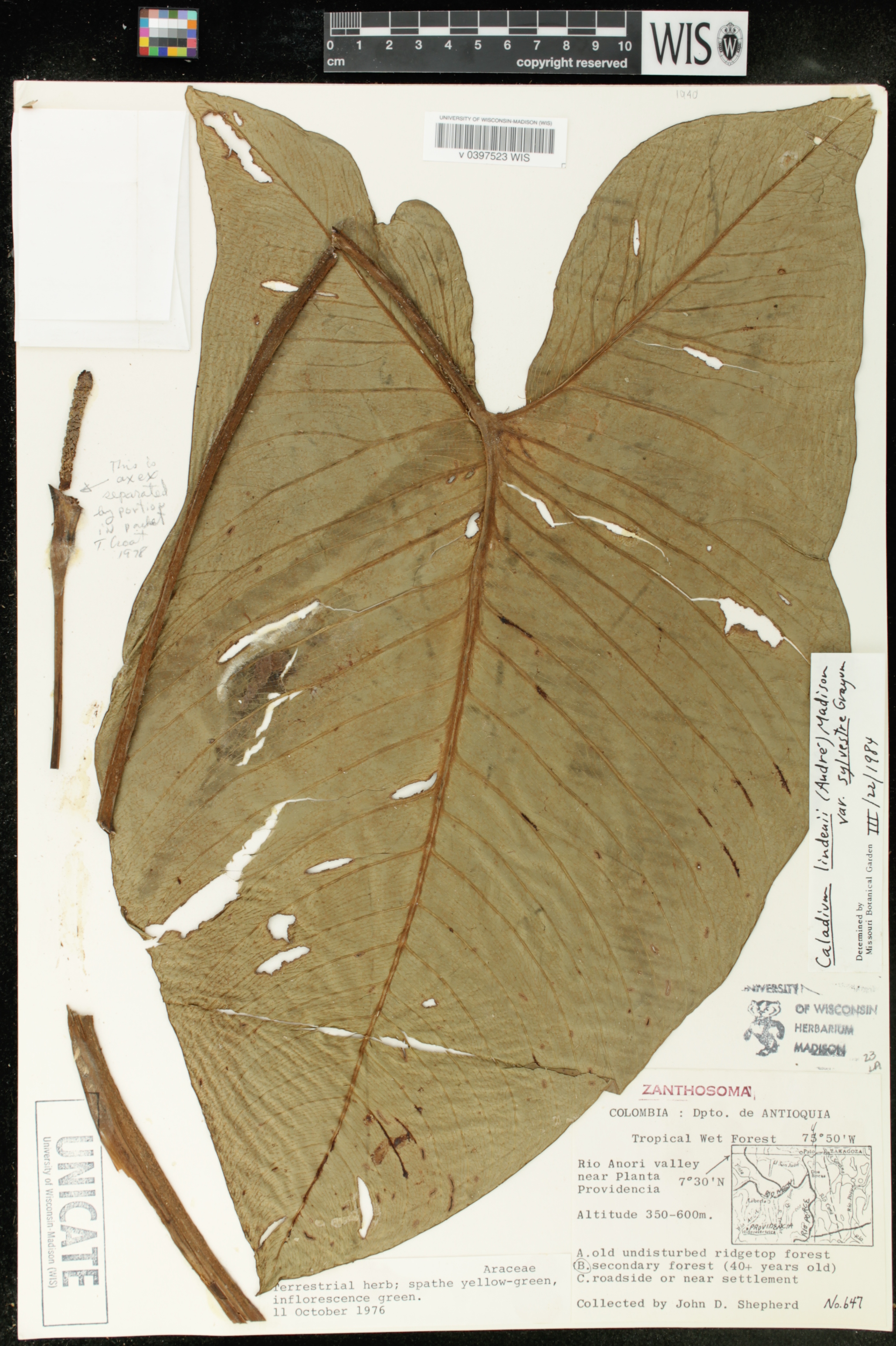 Caladium lindenii image