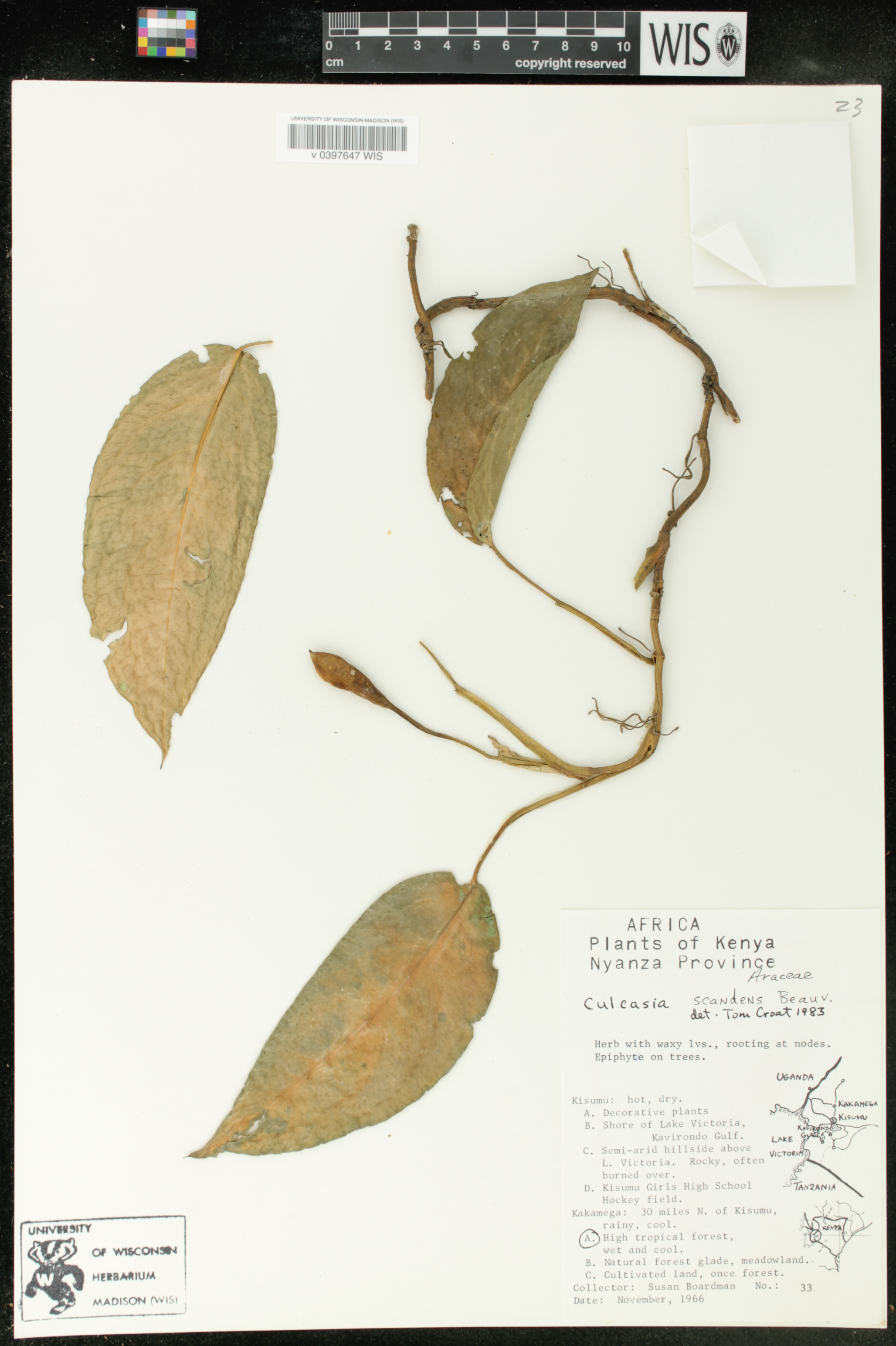 Culcasia scandens image