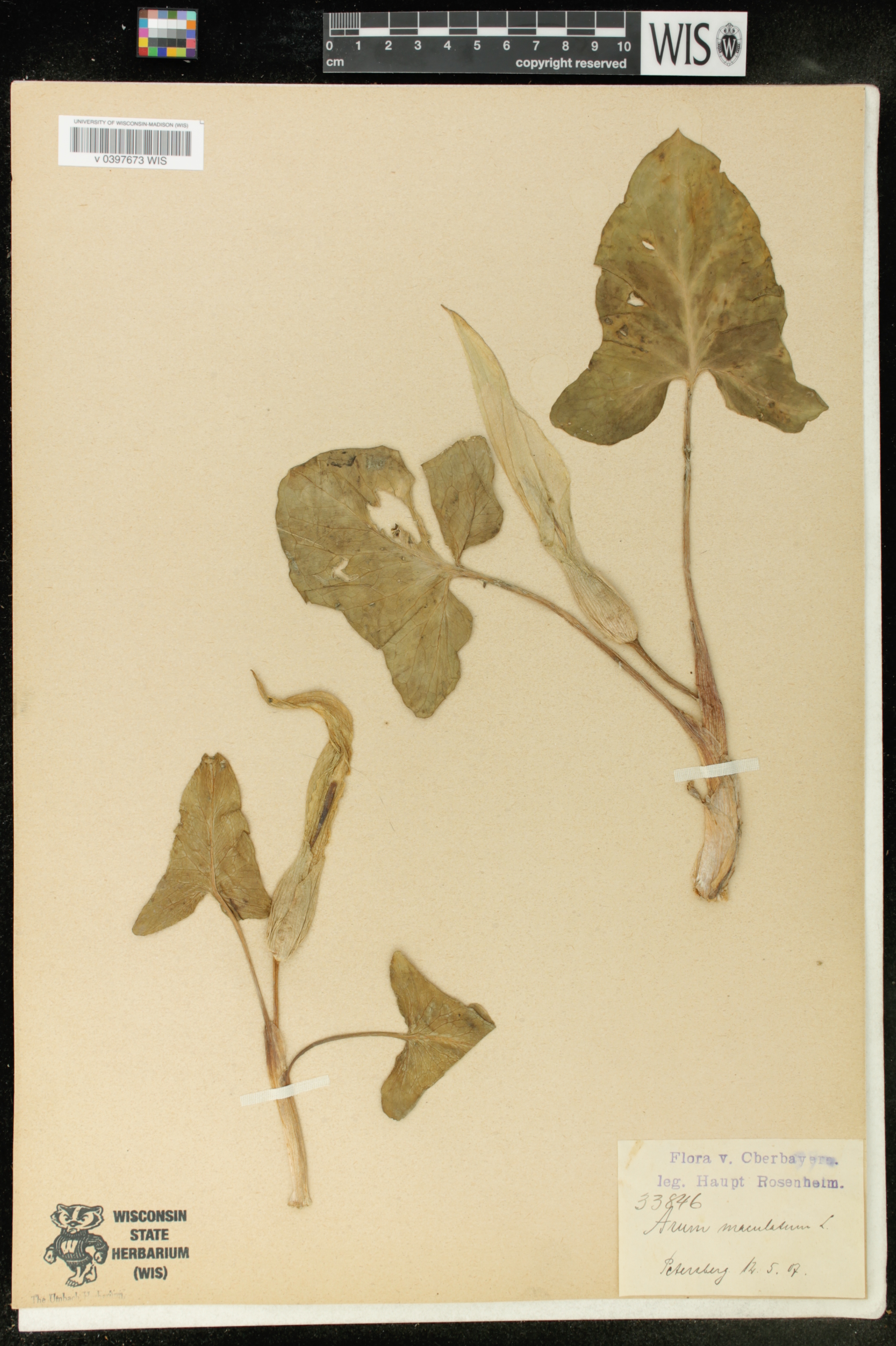 Arum maculatum image