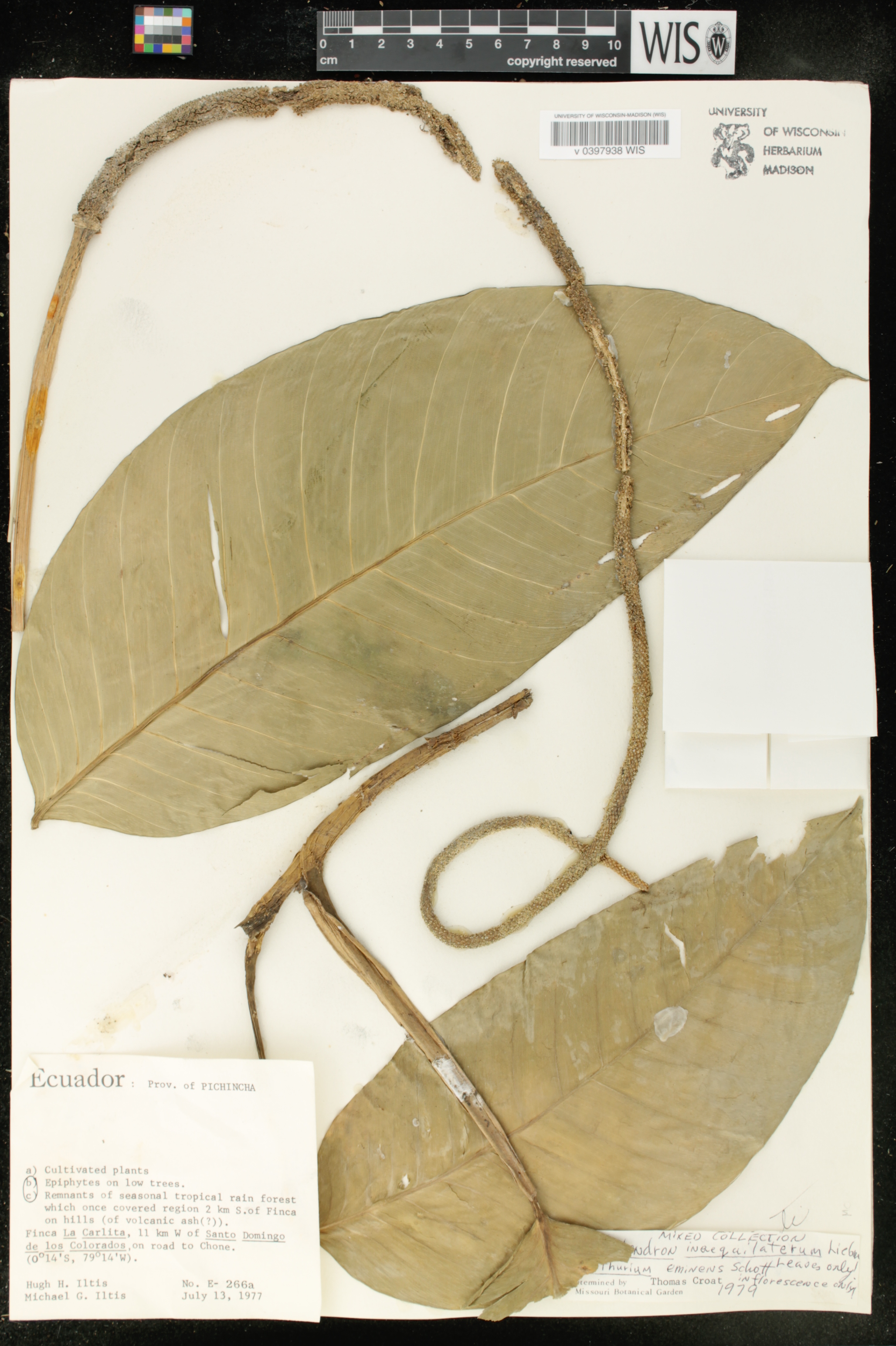 Anthurium eminens image