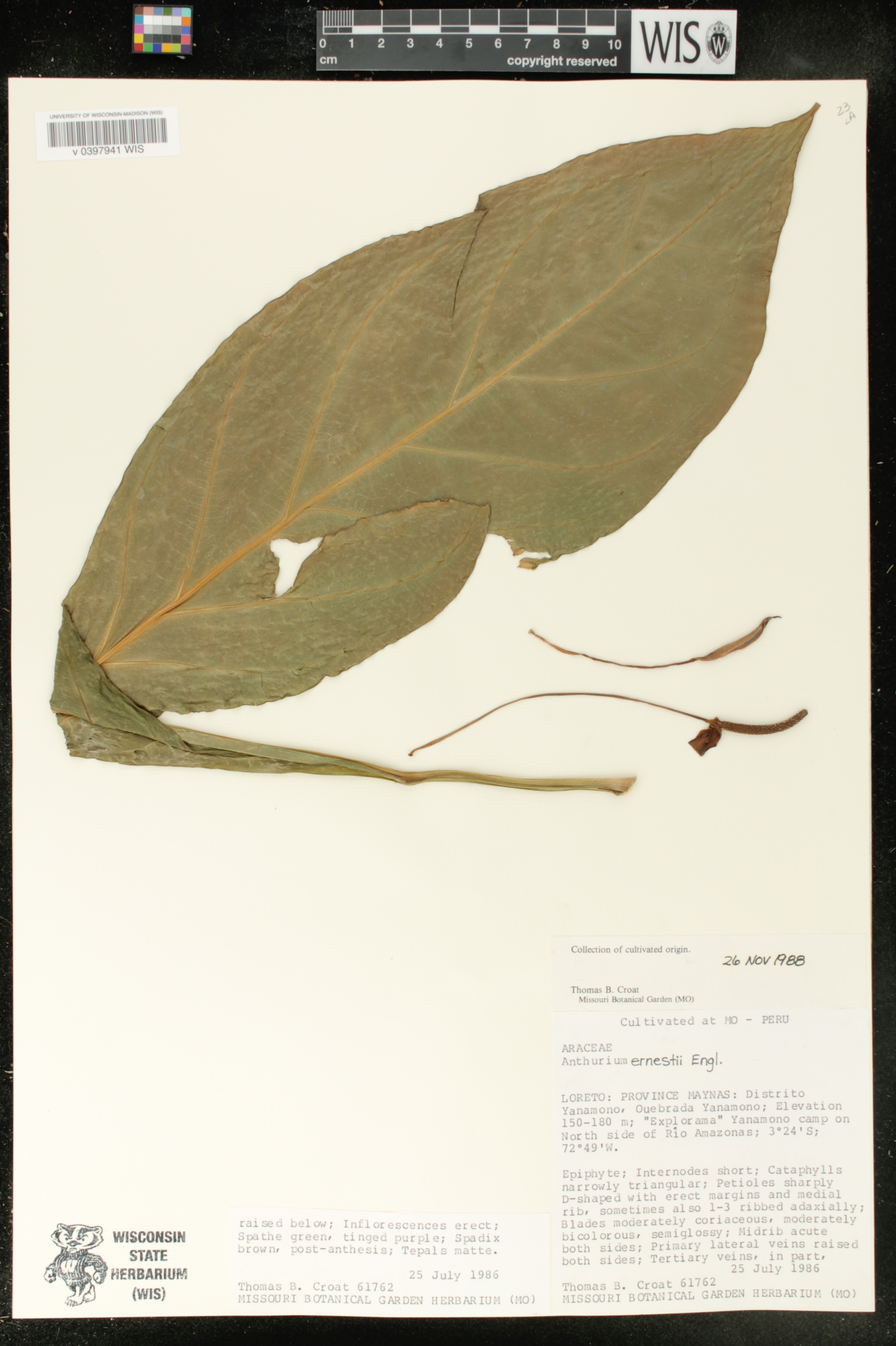 Anthurium ernestii image