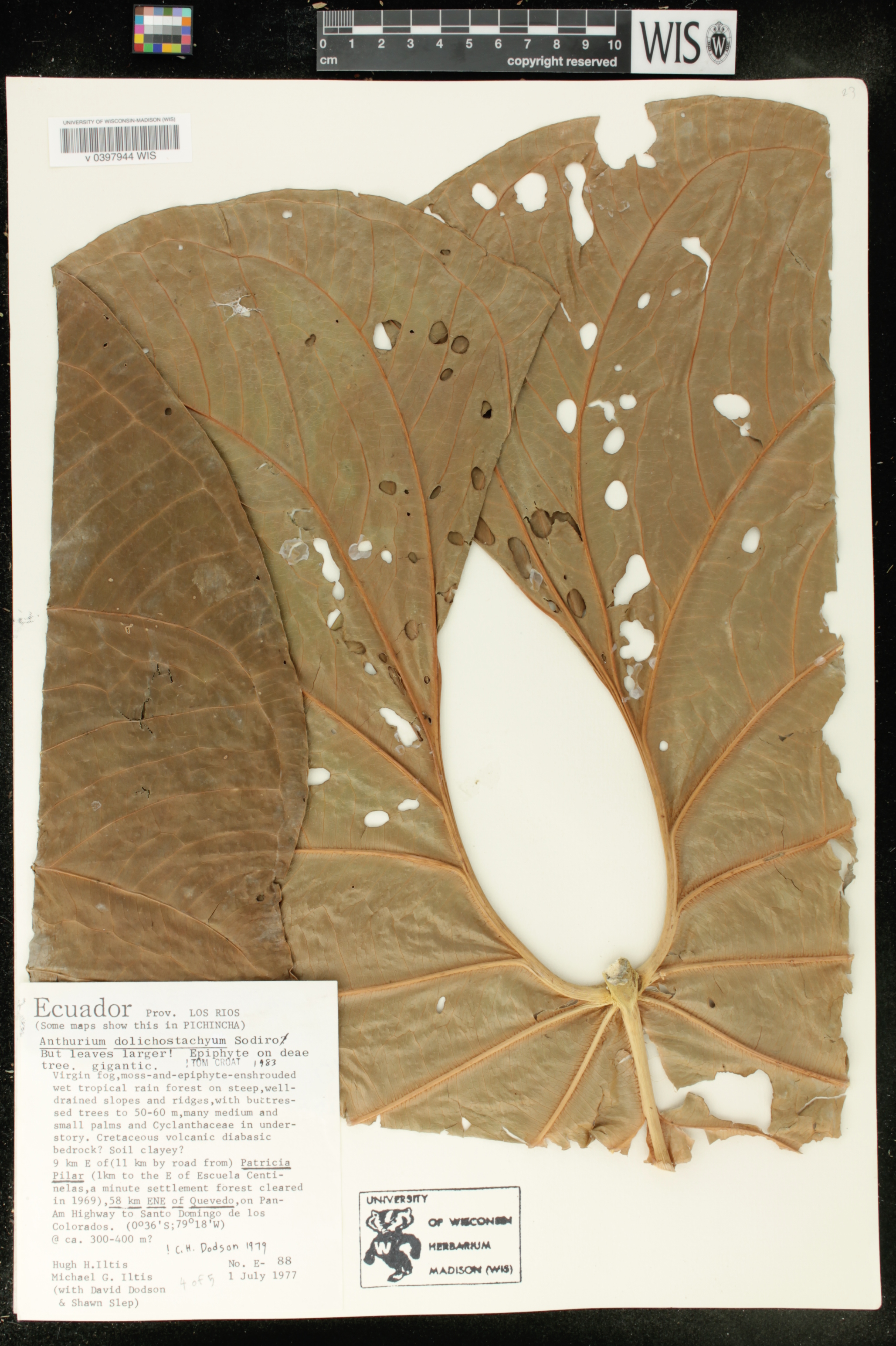 Anthurium dolichostachyum image