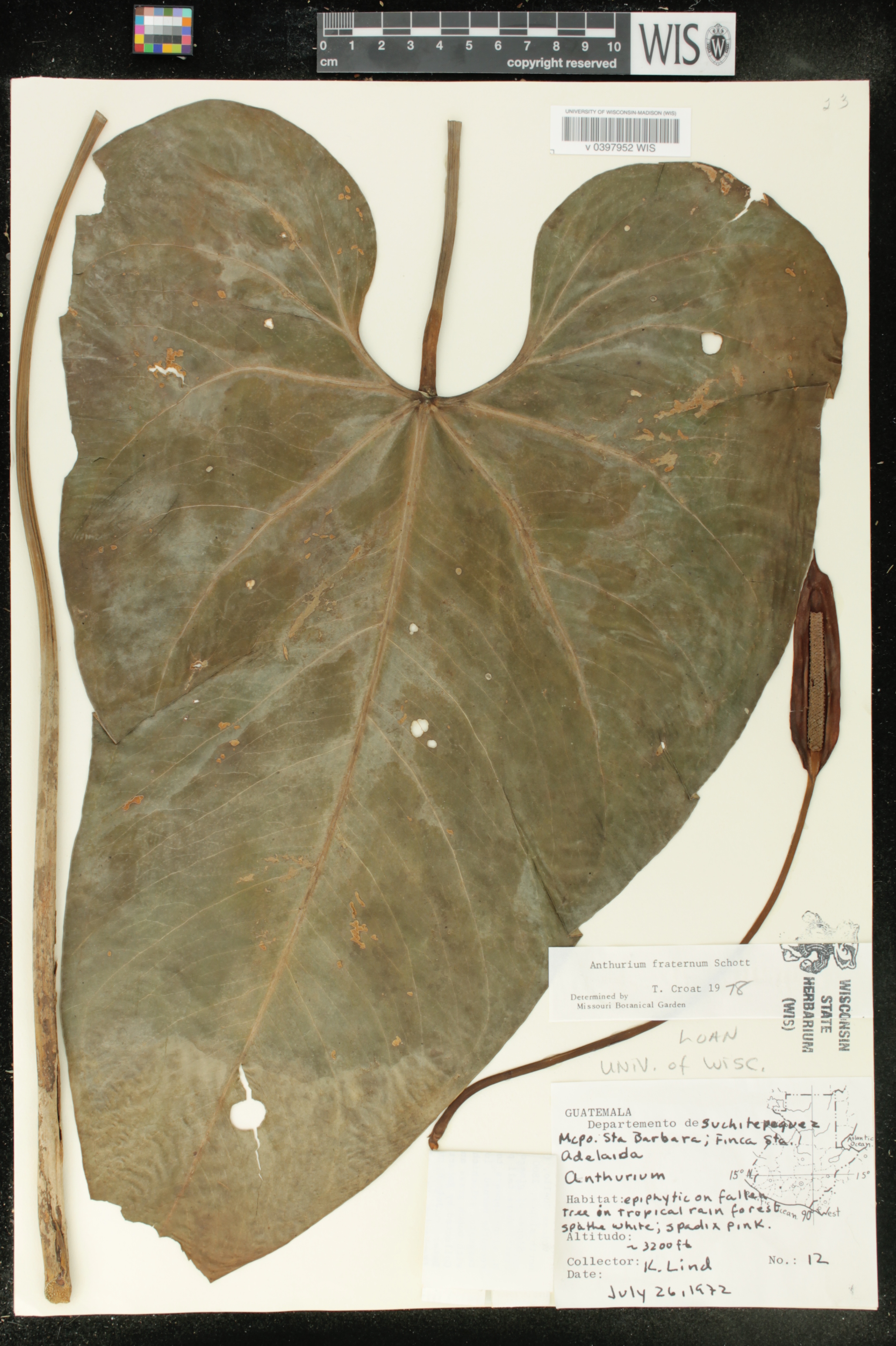 Anthurium nymphaeifolium image